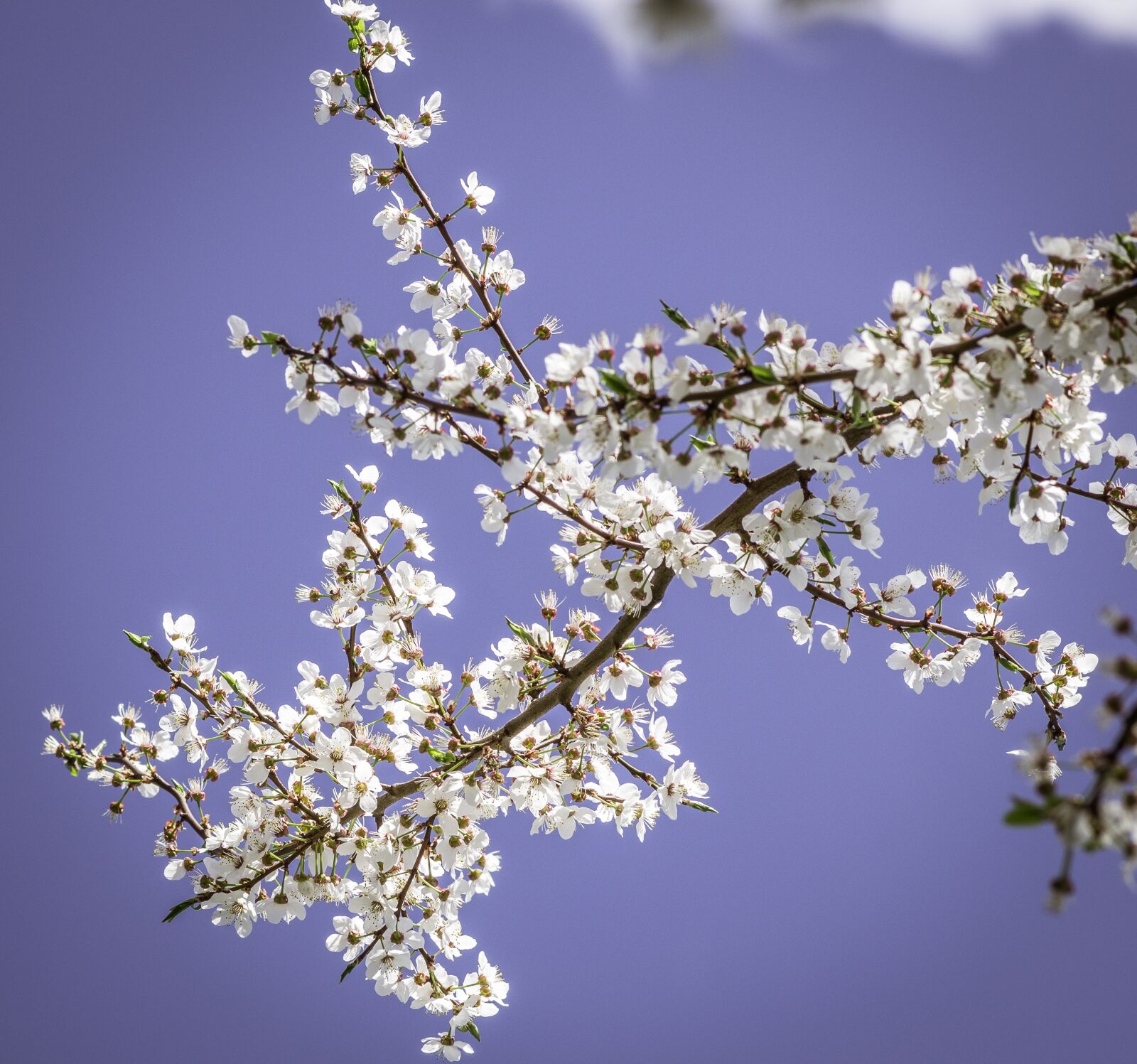 Pentax smc D-FA 100mm F2.8 Macro WR sample photo. Spring garden, flowering tree photography