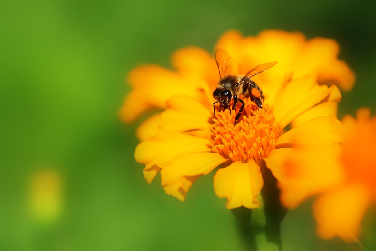Tamron SP 90mm F2.8 Di VC USD 1:1 Macro sample photo. Bee, pollination, insect photography