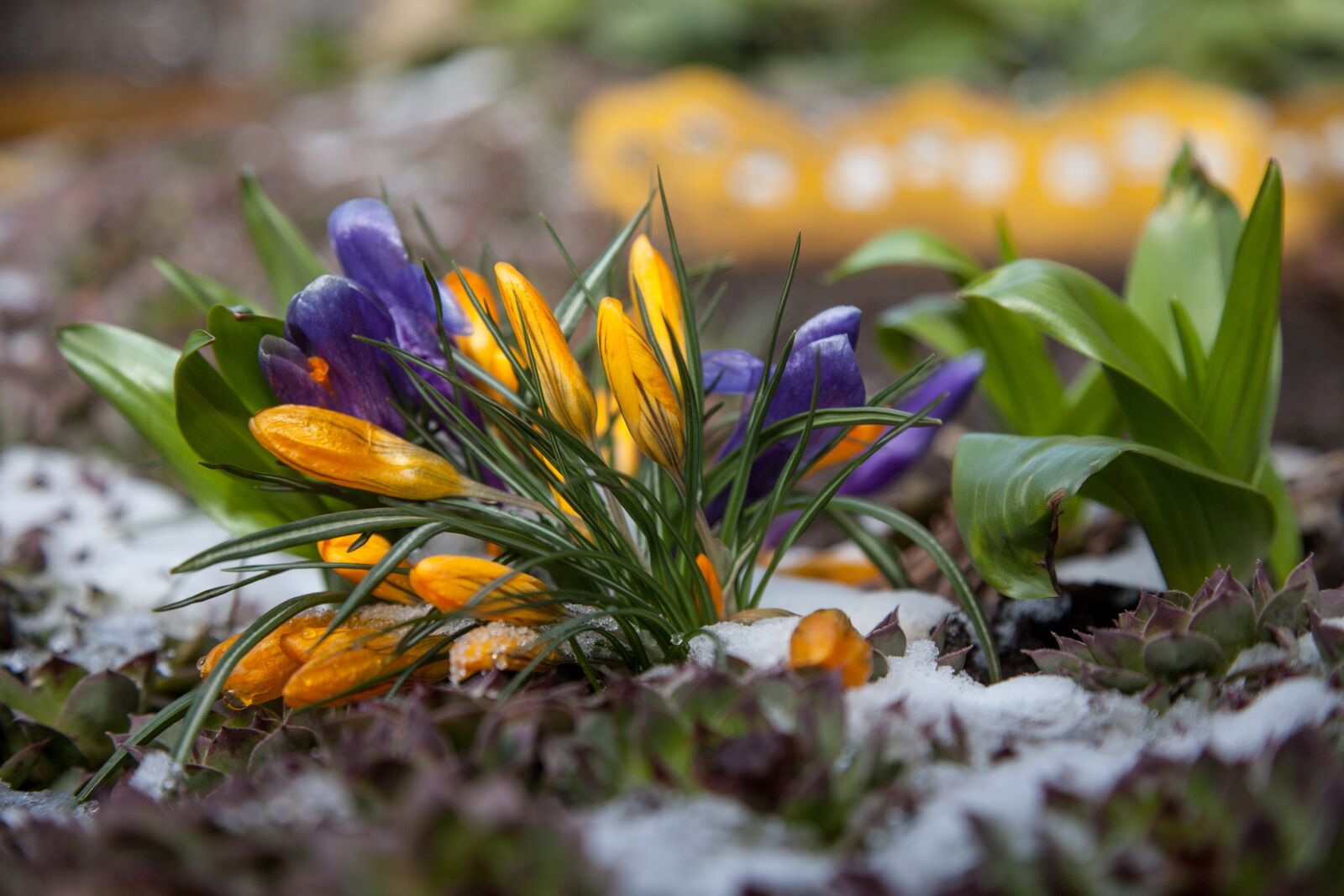 Canon EOS 5D Mark II + Canon EF 24-105mm F4L IS USM sample photo. Flowers, crocuses, spring photography