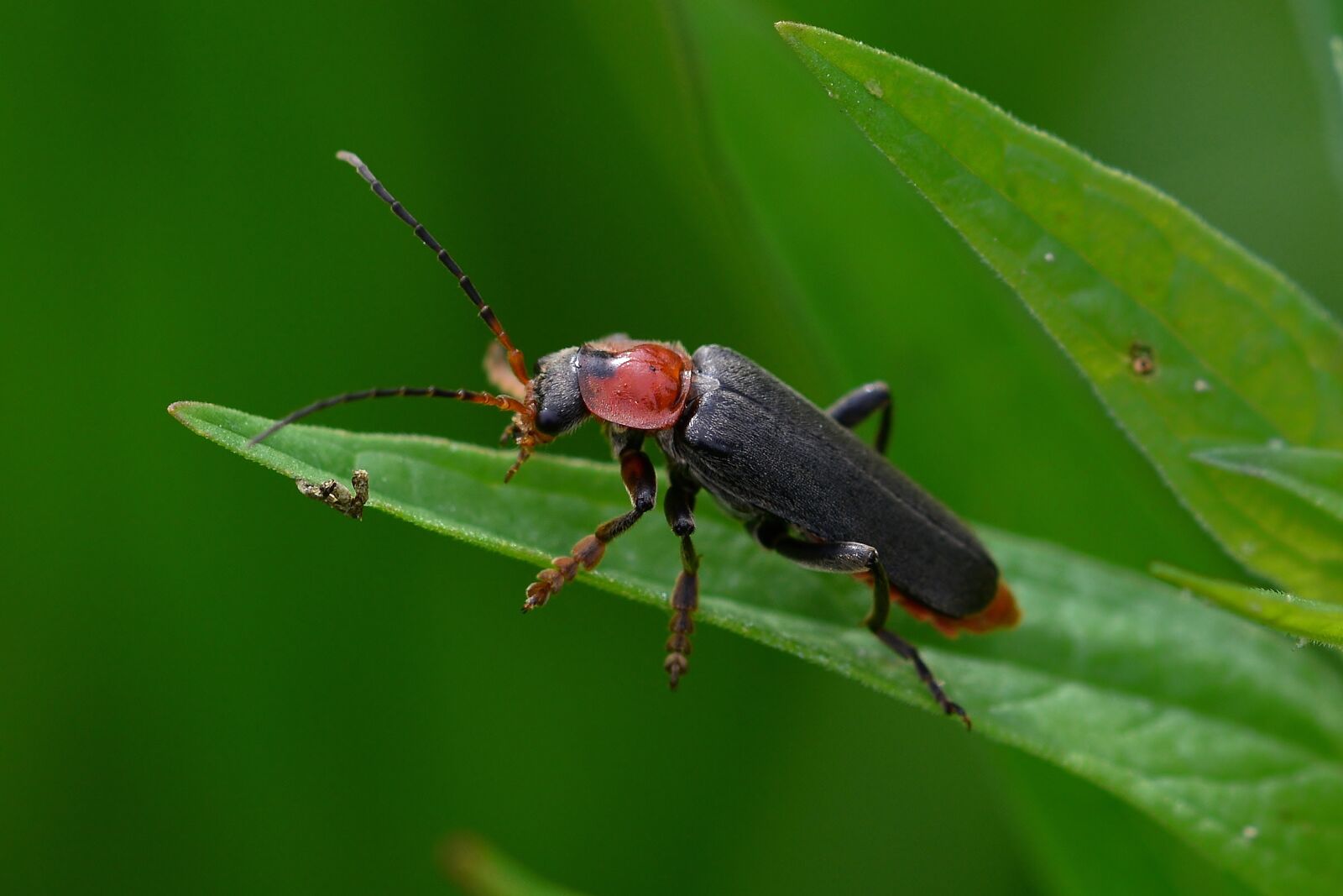 Nikon D5200 sample photo. Beetle, meadow, nature photography