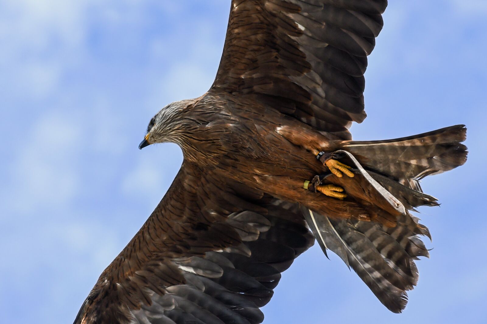 Nikon D500 sample photo. Buzzard, fly, raptor photography