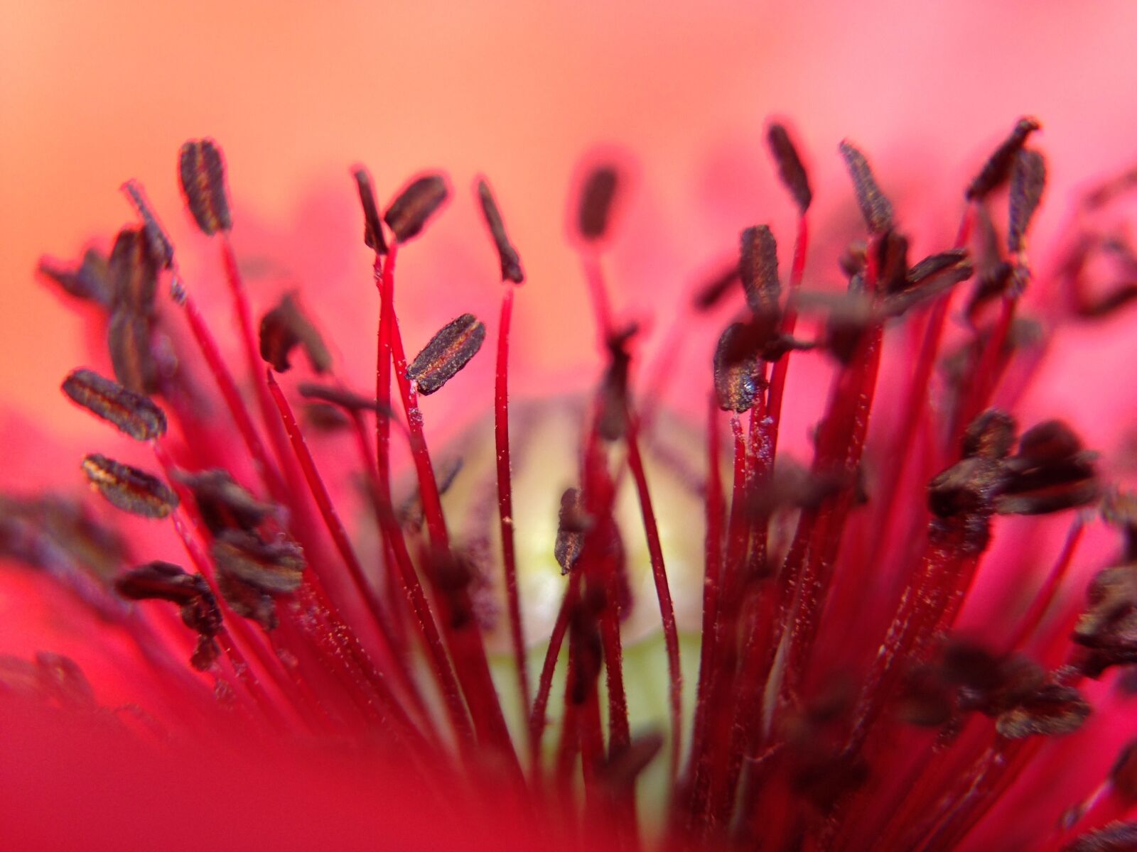 iPhone 5 back camera 4.12mm f/2.4 sample photo. Poppy, flower, red photography