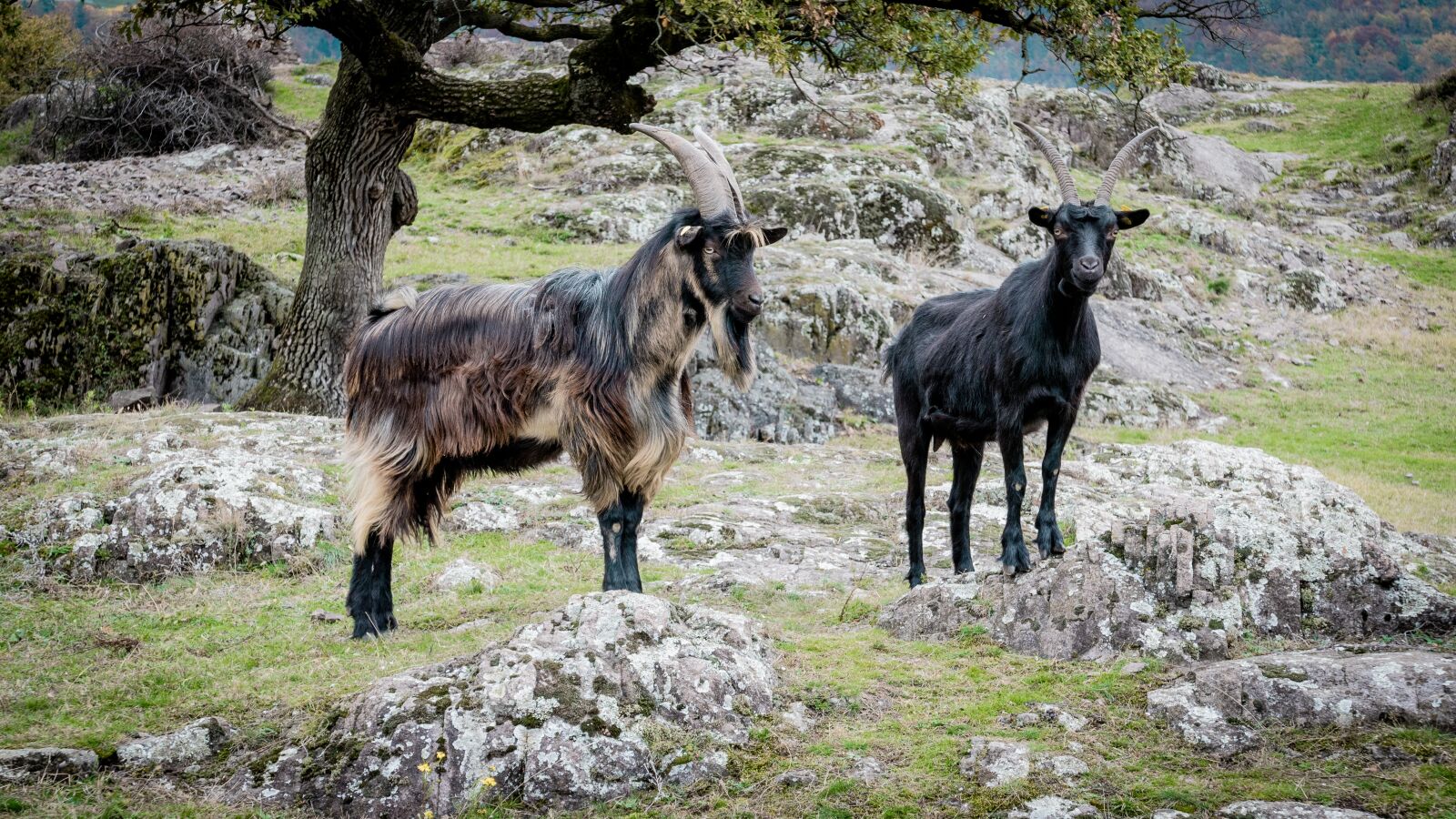 Panasonic Lumix DMC-LX100 sample photo. Goats, billy goat, domestic photography