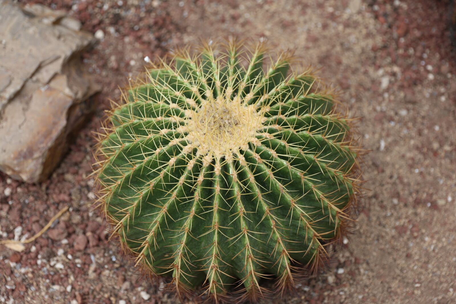Canon EOS 6D sample photo. Cactus, green, have thorns photography