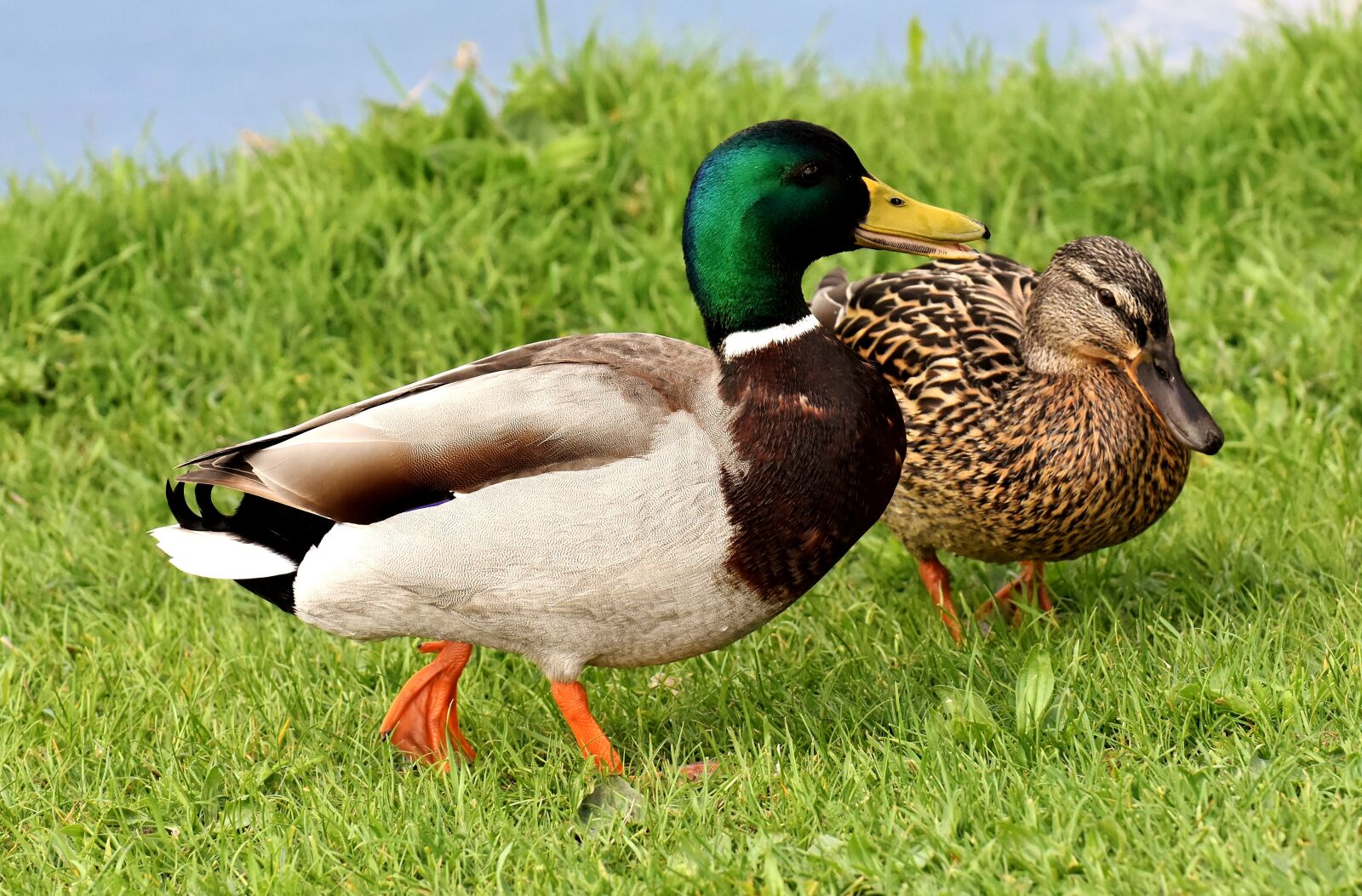 Nikon D7200 sample photo. Ducks, pair, mallards photography