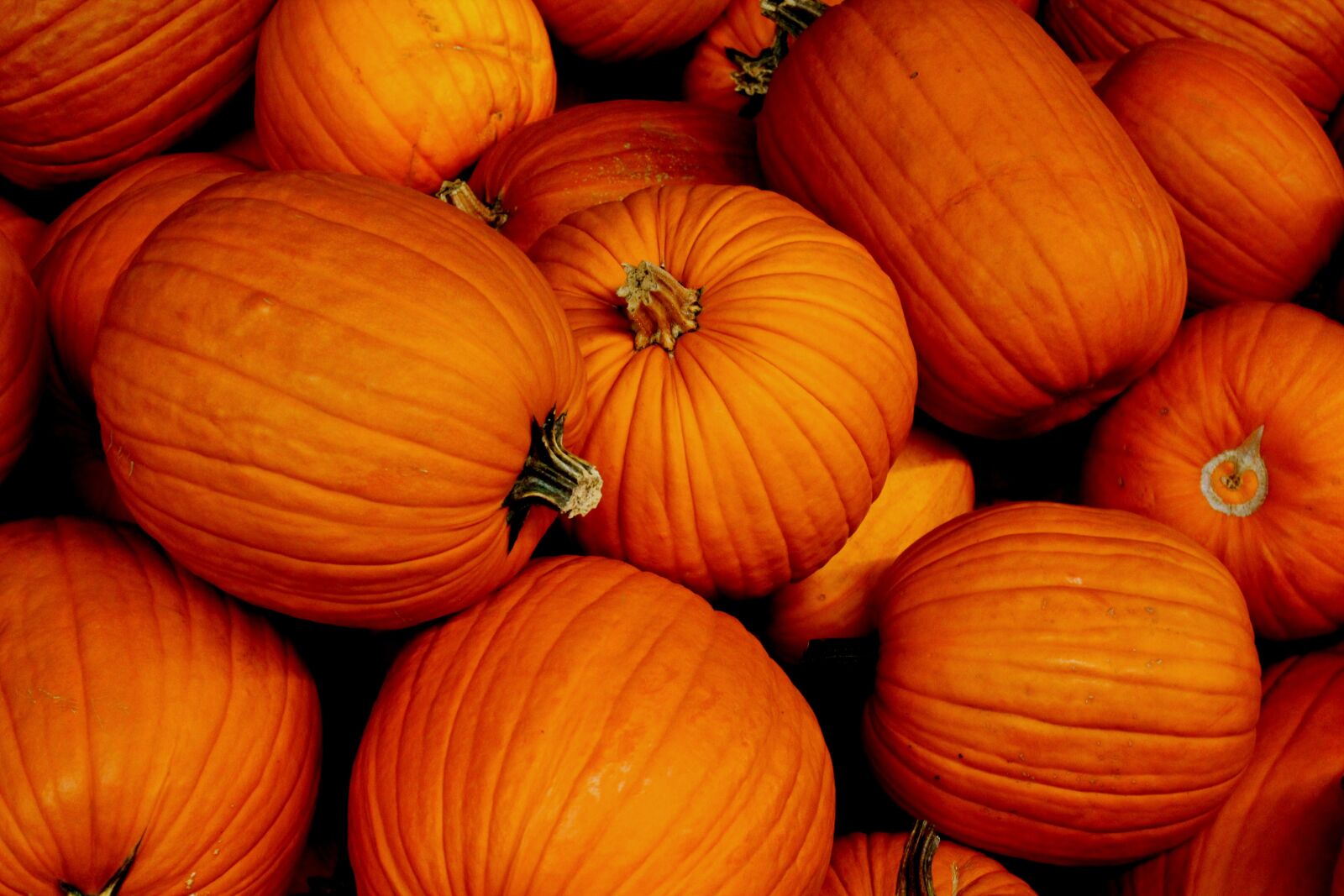 Canon EOS 550D (EOS Rebel T2i / EOS Kiss X4) sample photo. Pumpkin, halloween, autumn photography