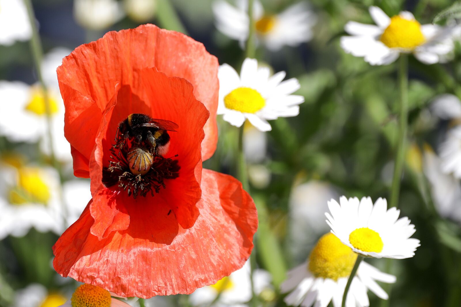 Canon EOS R + 150-600mm F5-6.3 DG OS HSM | Contemporary 015 sample photo. Klatschmohn, chamomile, red photography