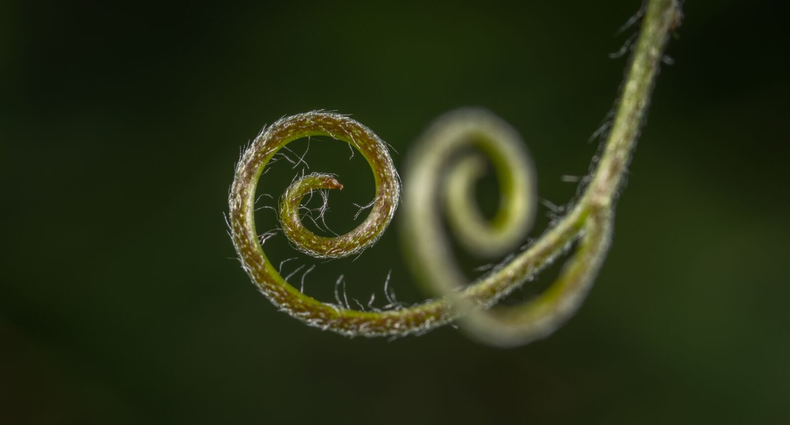 #124 65/2.8 sample photo. Nature, background, no one photography