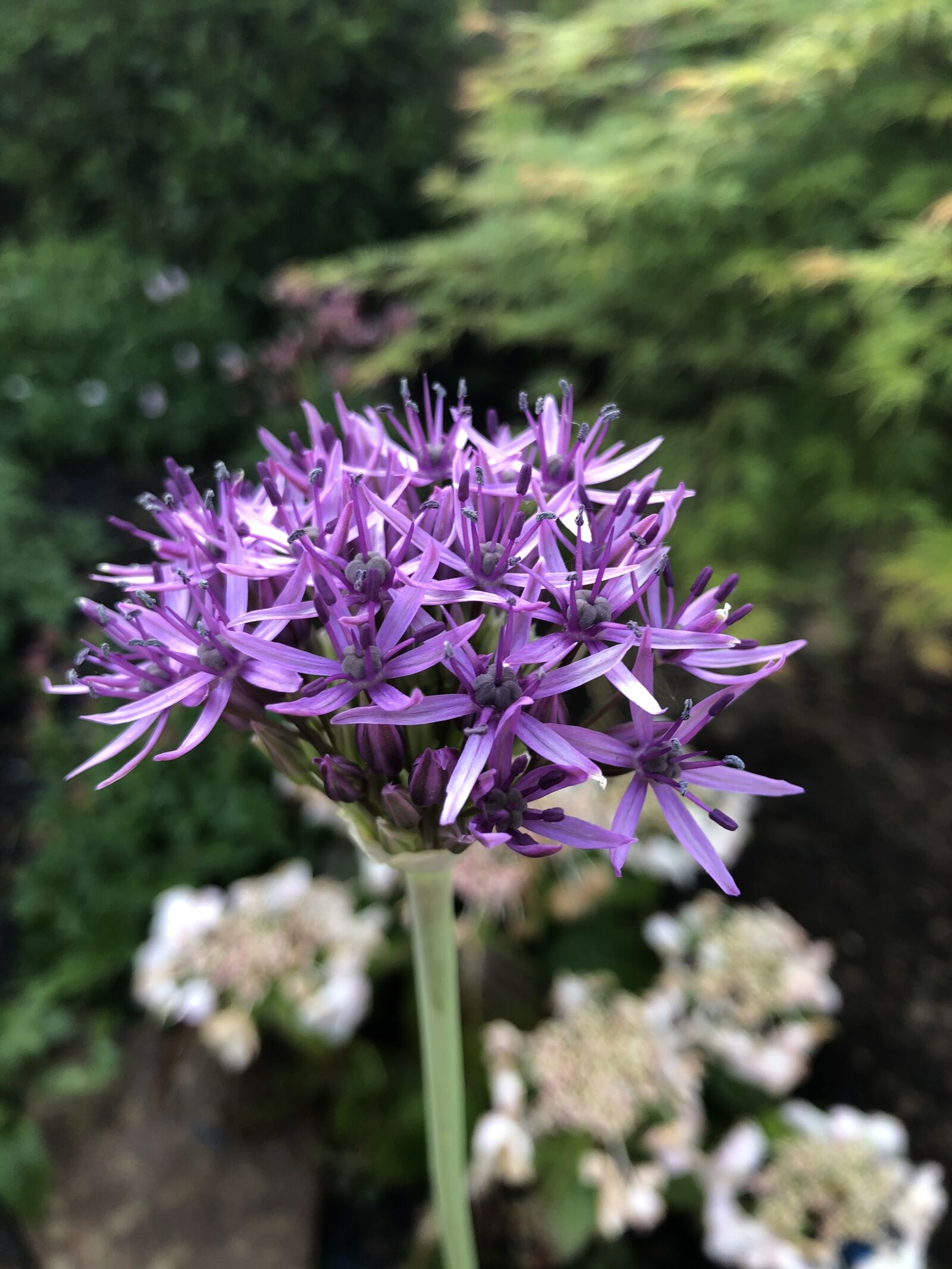 iPhone X back dual camera 4mm f/1.8 sample photo. Allium, garden, plant photography