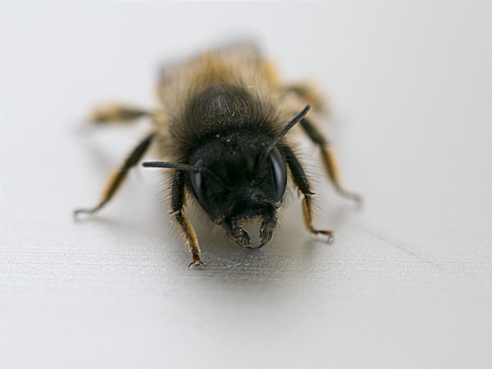 Nikon D3300 sample photo. Bee, macro, close-up photography photography