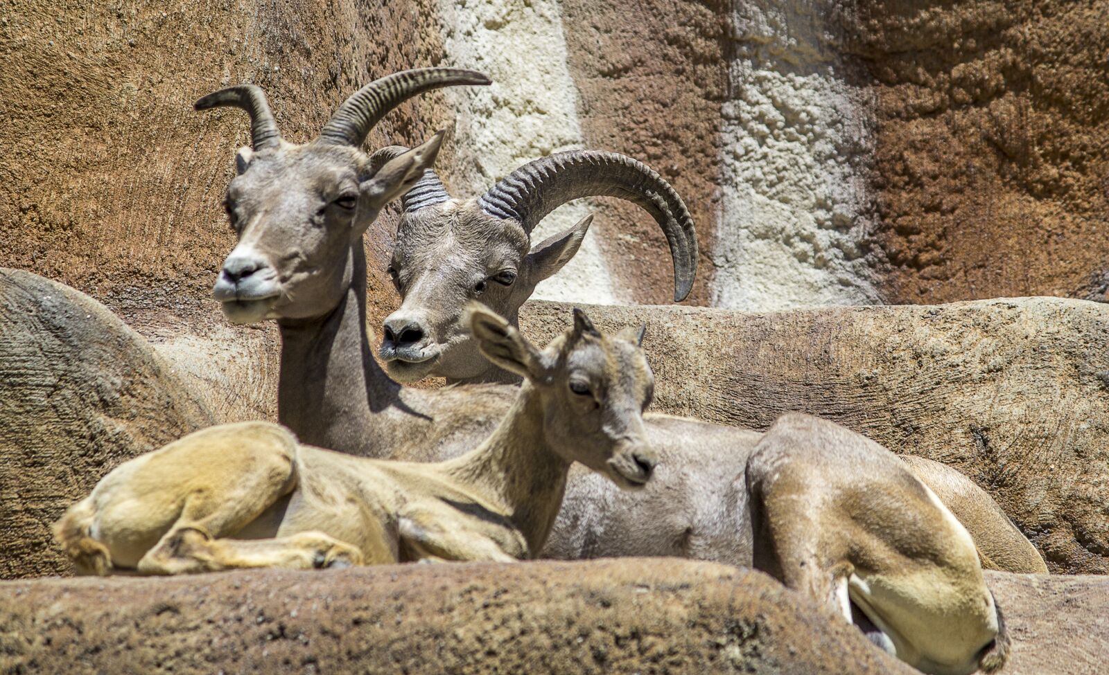 Canon EF-S 55-250mm F4-5.6 IS II sample photo. Goat, animal, horn photography