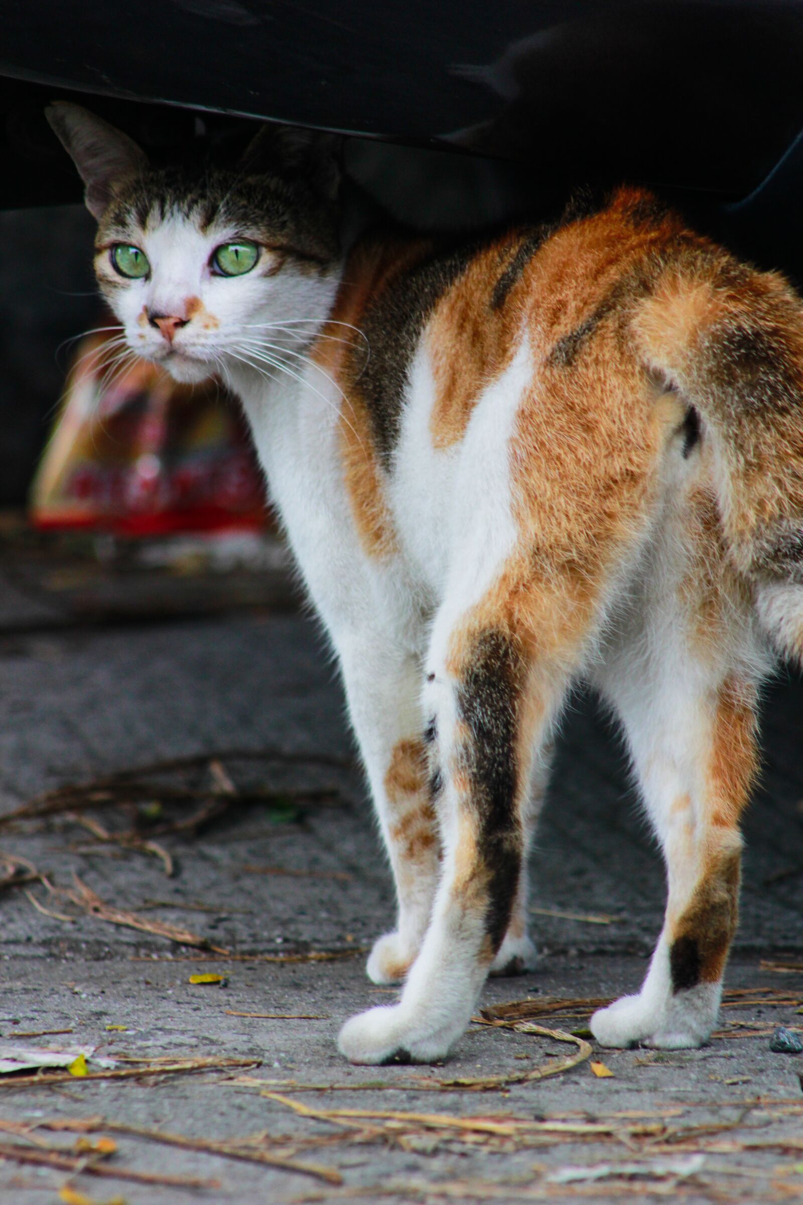 Canon EOS 60D sample photo. Cat, pet, pets photography