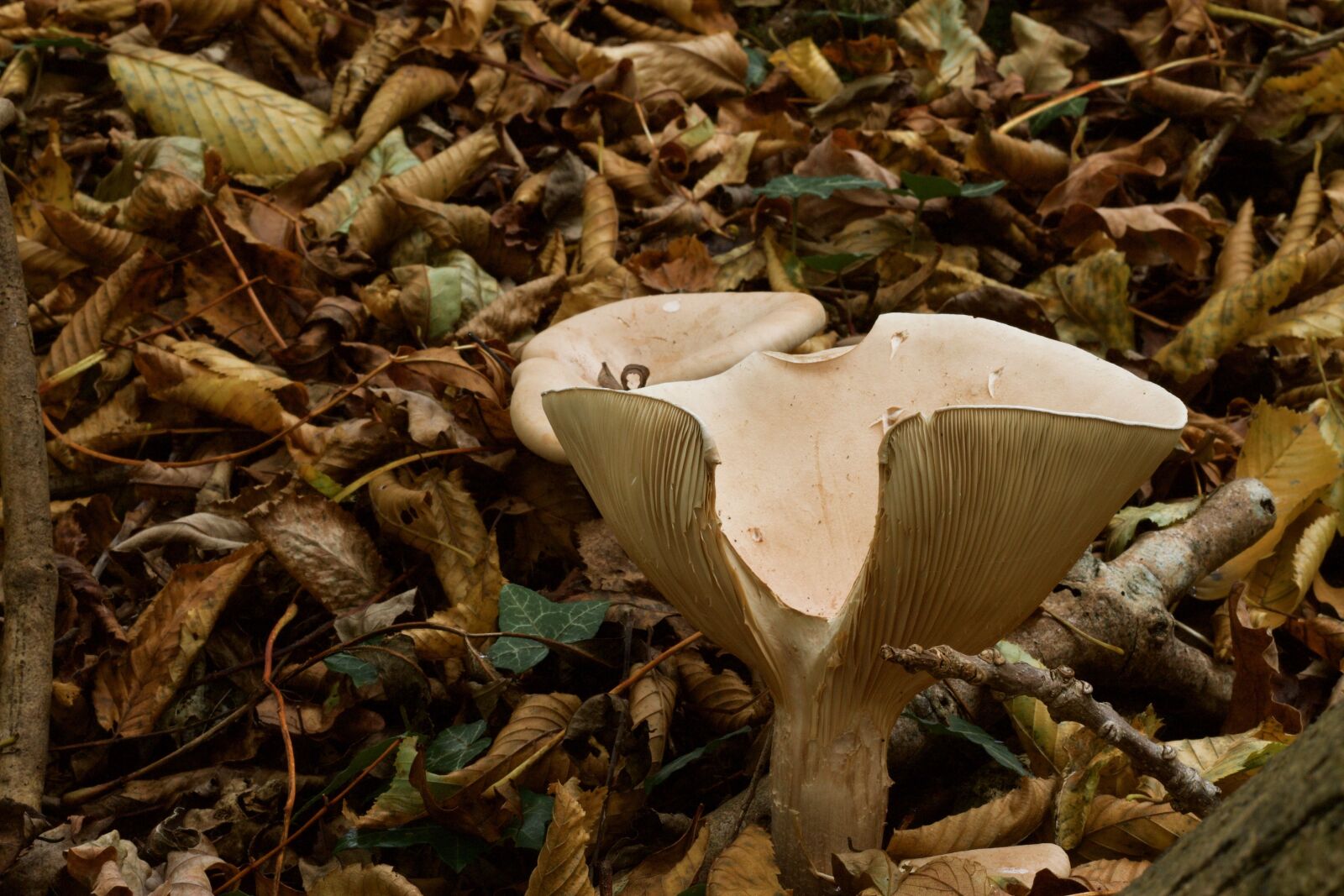 Canon EOS 1100D (EOS Rebel T3 / EOS Kiss X50) + Canon EF 50mm F1.8 STM sample photo. Mushroom, fungi, autumn photography