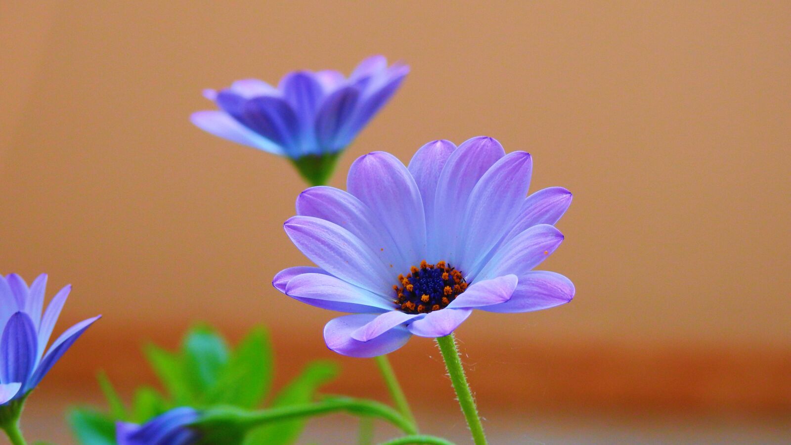 Nikon Coolpix P900 sample photo. Flowers, violet, beautiful photography