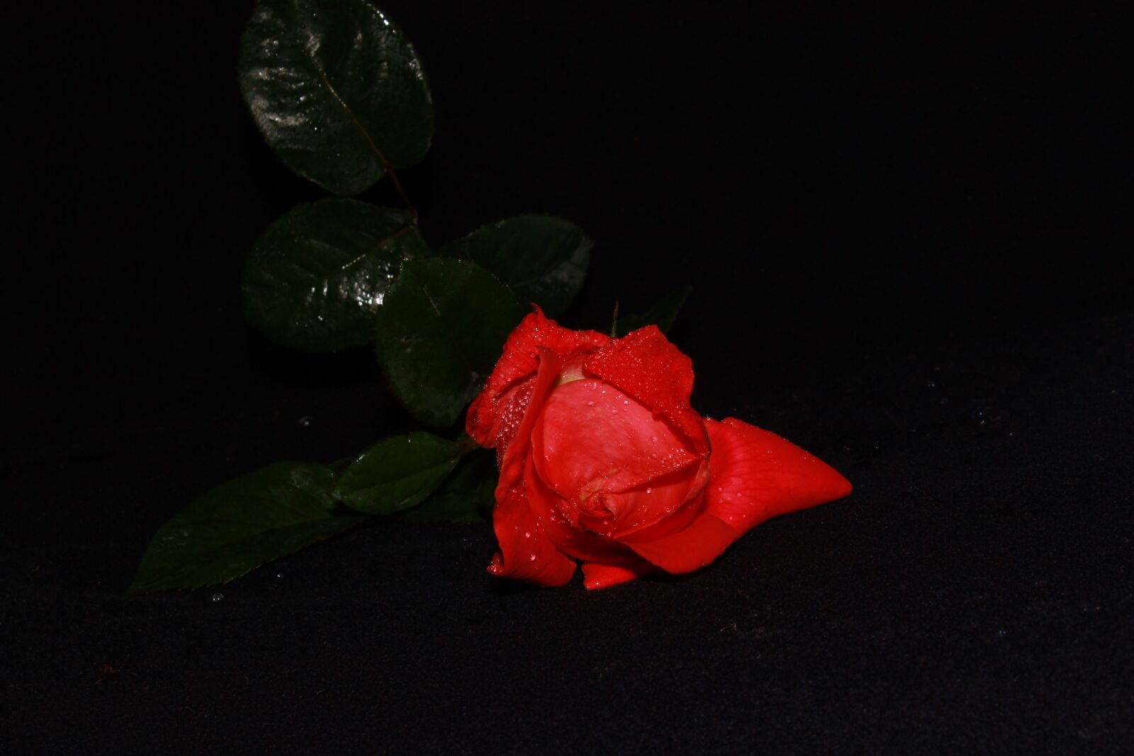Canon EOS 600D (Rebel EOS T3i / EOS Kiss X5) + Canon EF-S 18-55mm F3.5-5.6 IS sample photo. Rose, red, flowers photography