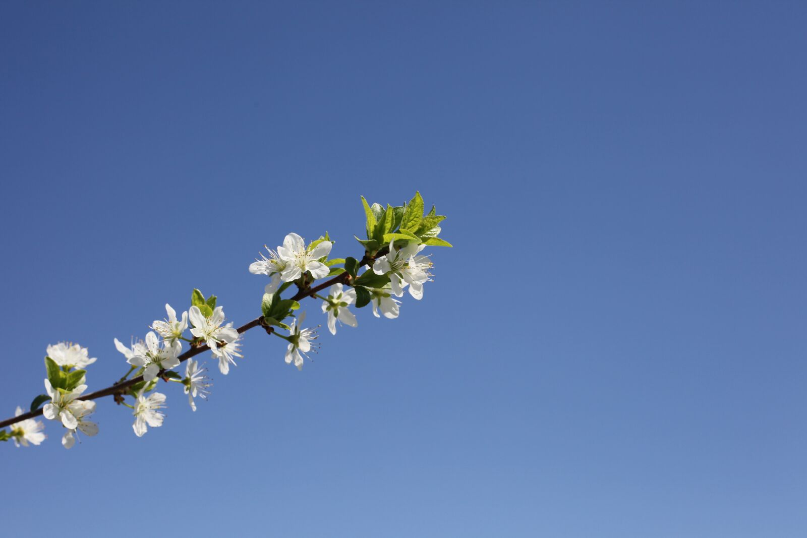 Canon EOS 5D Mark II sample photo. Flower, tree, nature photography