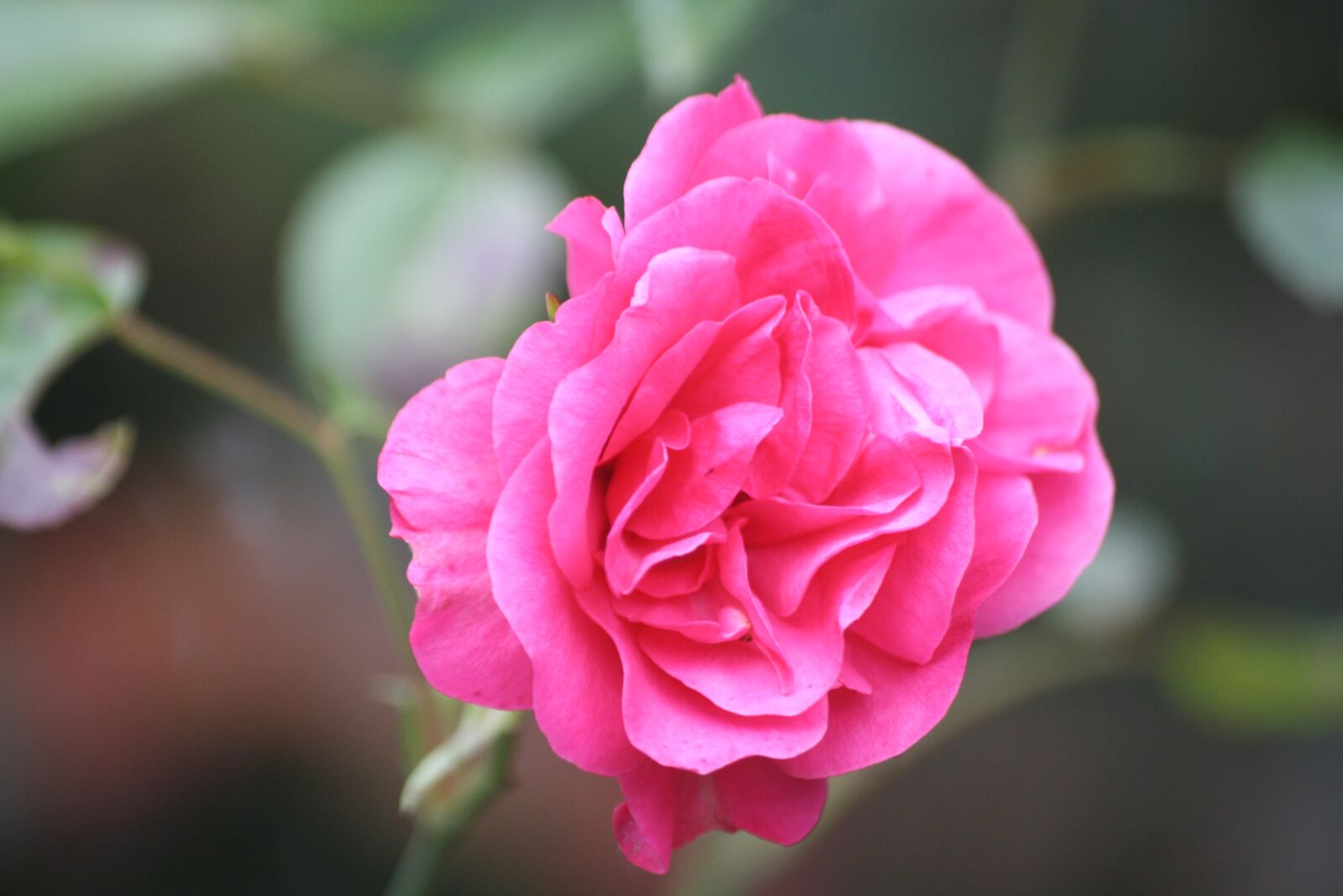 Canon EOS 1000D (EOS Digital Rebel XS / EOS Kiss F) sample photo. Rose, flower, blossom photography