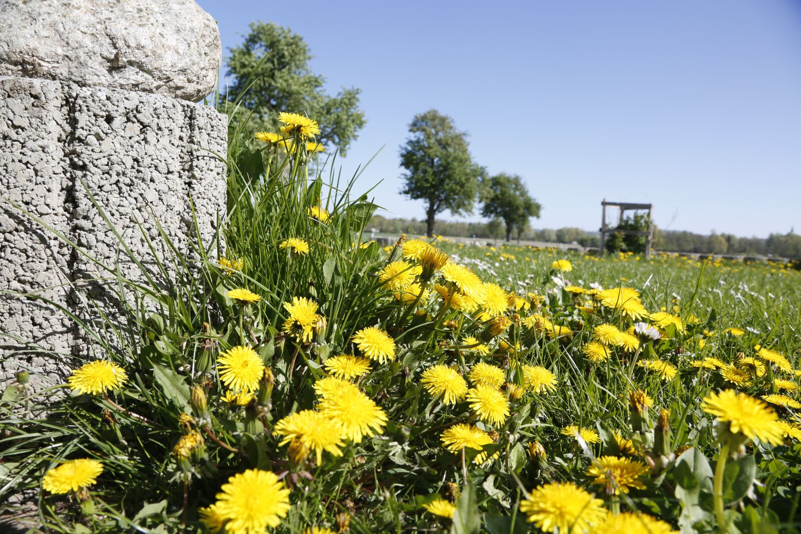 Canon EF 24-105mm F4L IS USM sample photo. Flowers, dandelion, yellow photography
