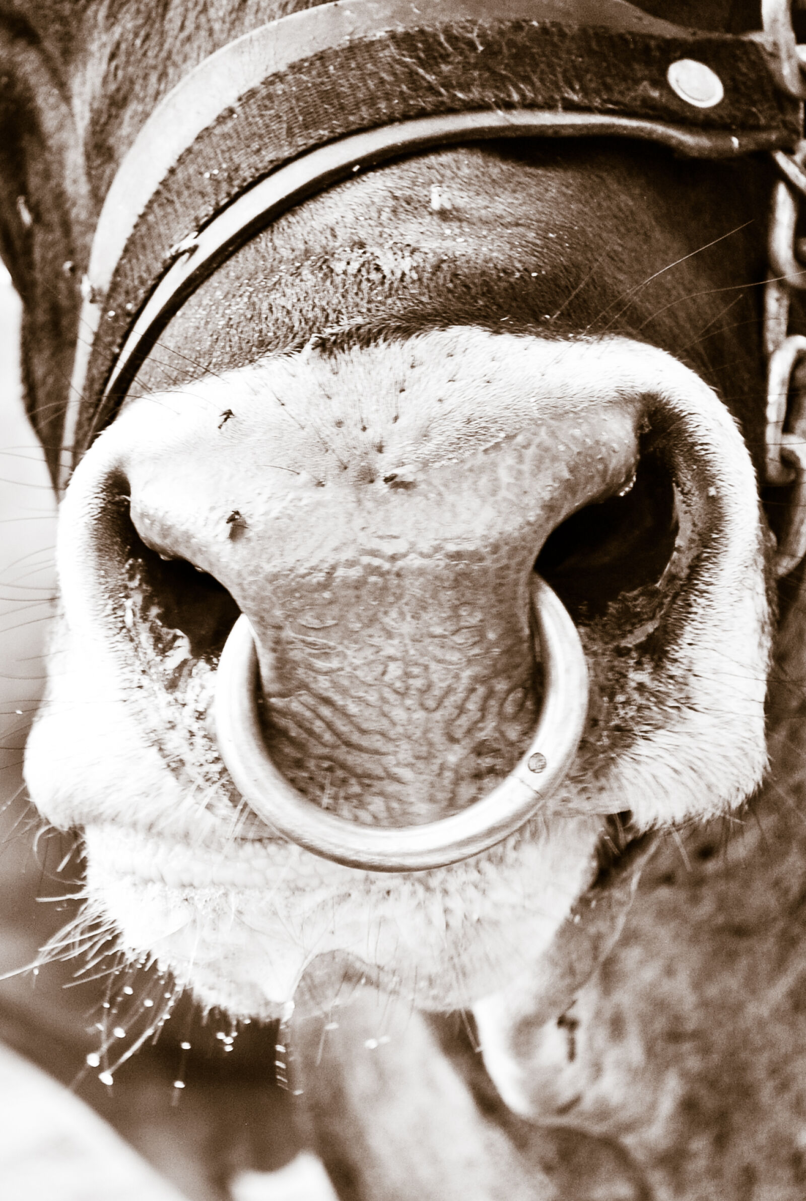 Nikon D3000 sample photo. Black, cattle, cow, cowboy photography