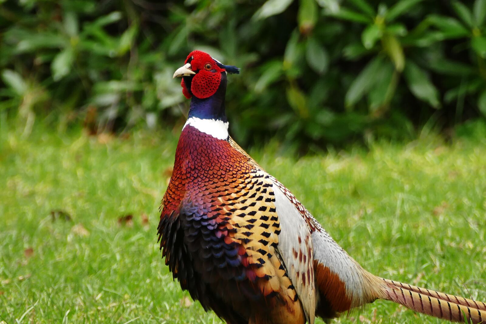 Panasonic Lumix DMC-FZ1000 sample photo. Pheasant, bird, animal photography