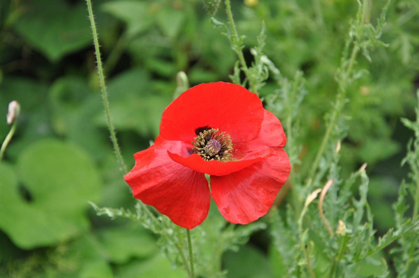 Nikon D90 sample photo. Flower, nature, plant photography