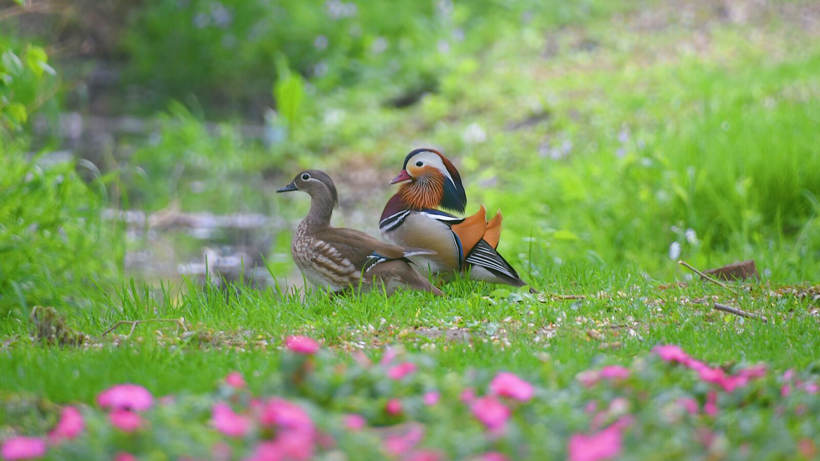 Nikon D7200 sample photo. Mandarin duck, beautiful, birds photography