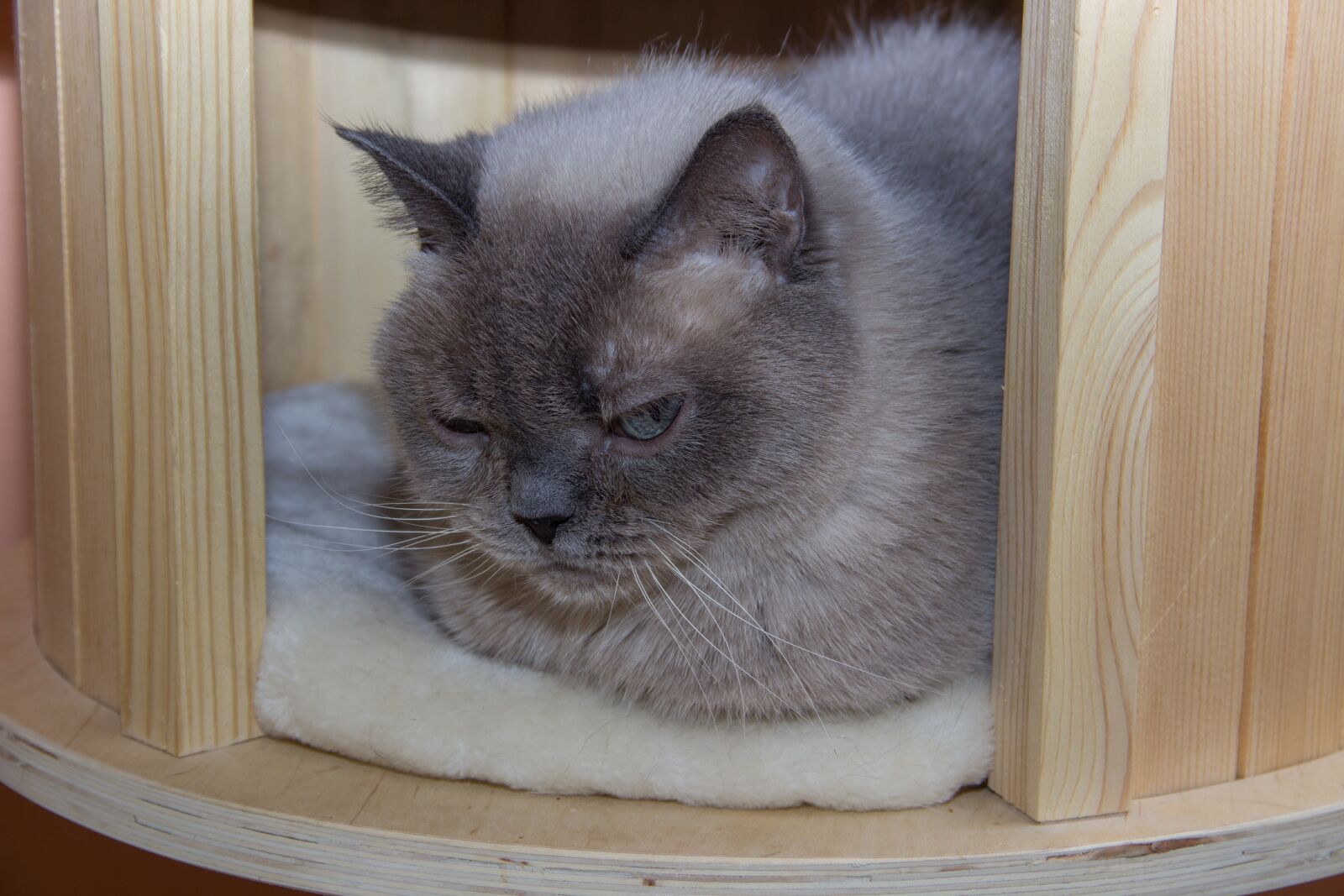 Canon EOS 600D (Rebel EOS T3i / EOS Kiss X5) sample photo. Cat, domestic cat, breed photography