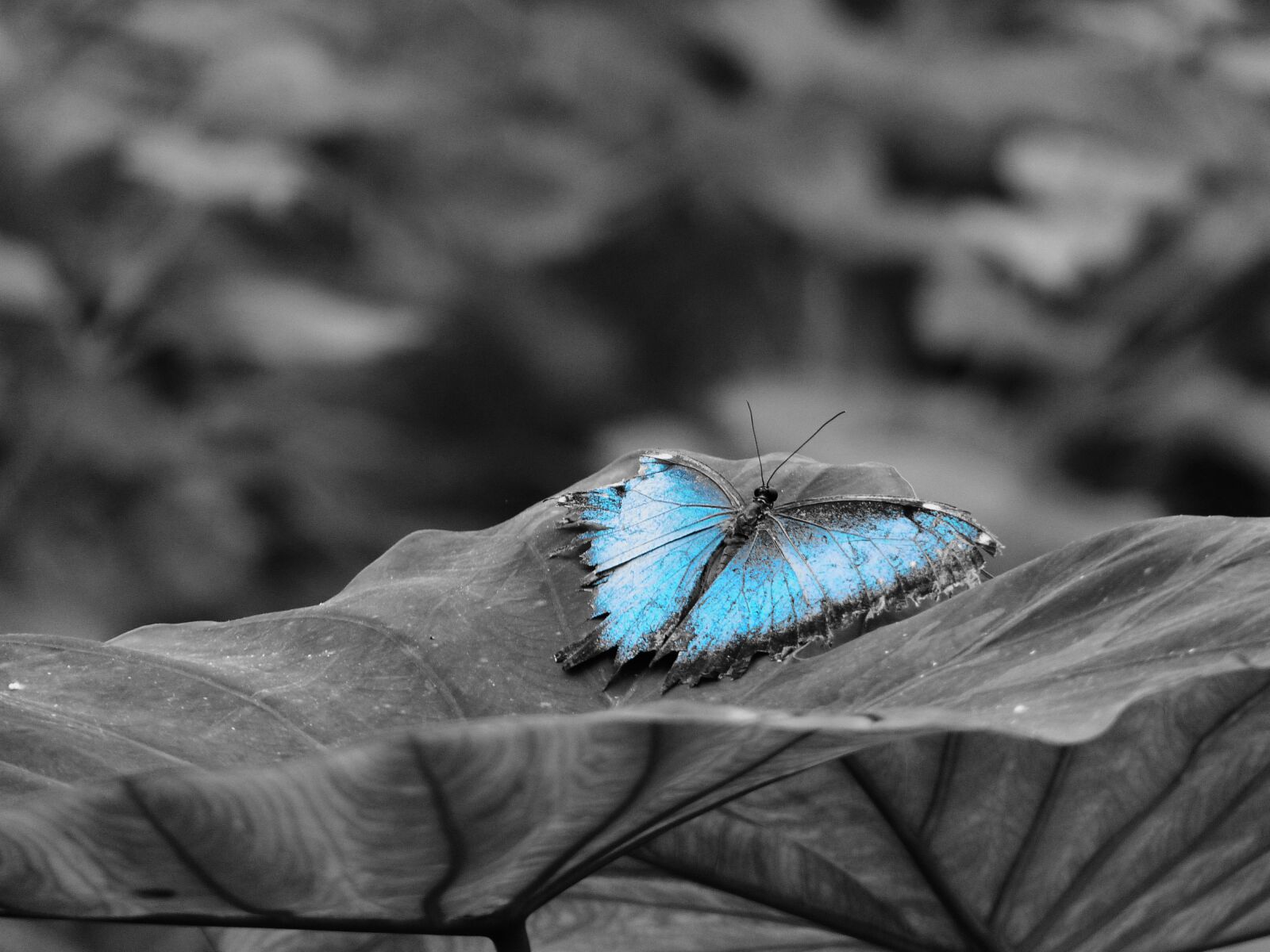 Panasonic Lumix DMC-FZ200 sample photo. Butterfly, black and white photography