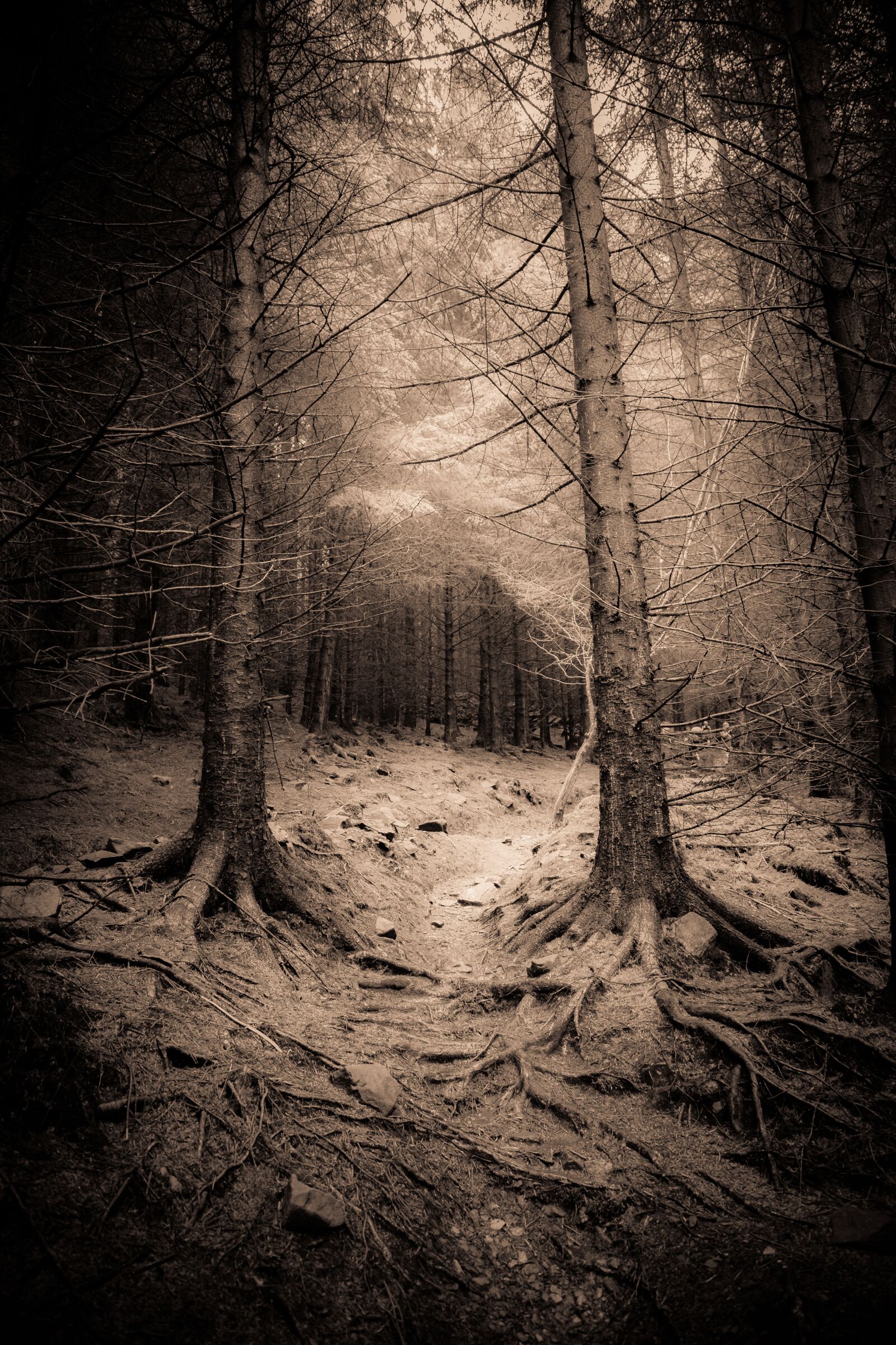 Canon EF 24-105mm F4L IS USM sample photo. Wales, forest, landscape photography