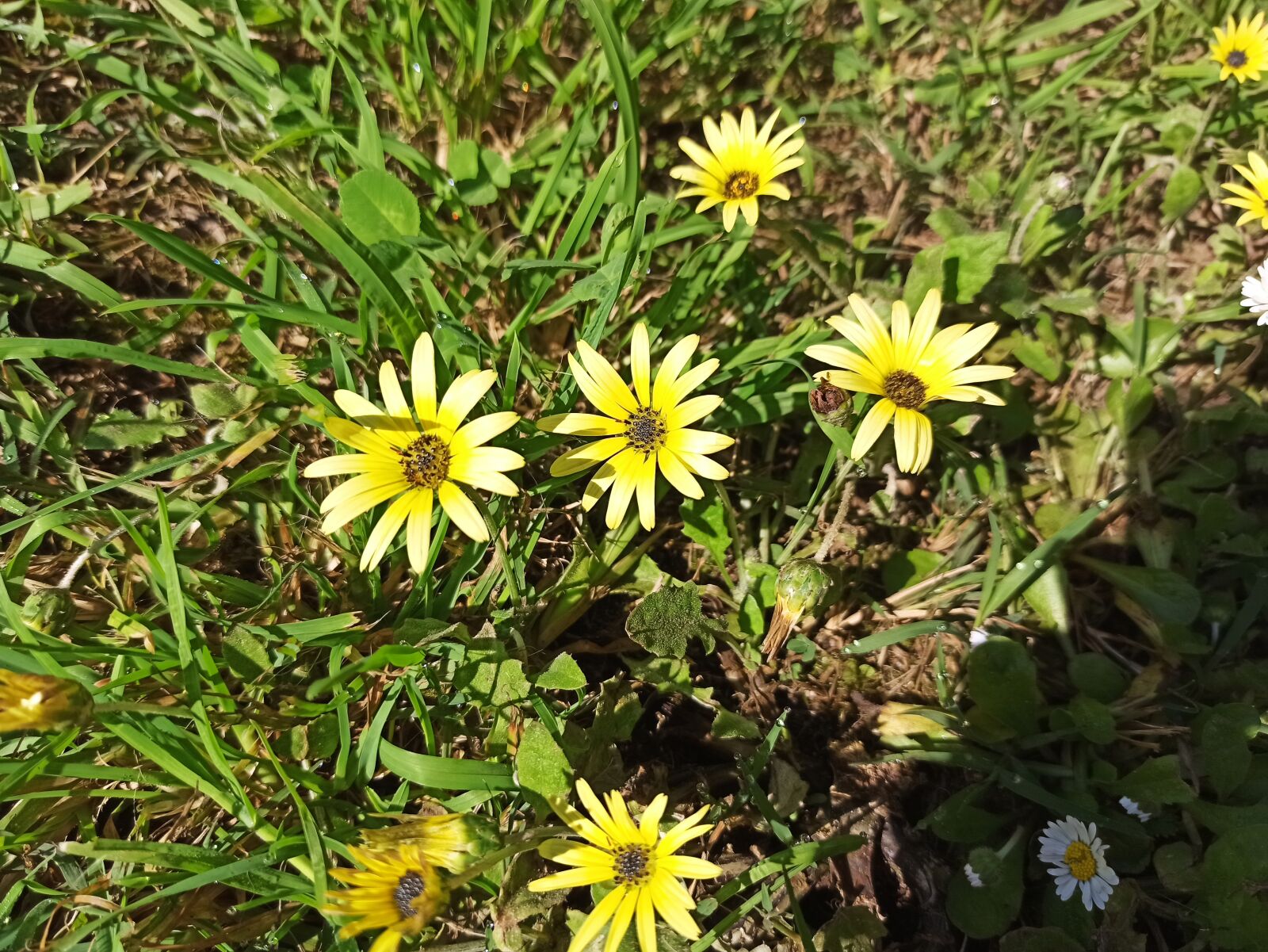 Xiaomi Redmi Note 8 Pro sample photo. Flores, jardín, primavera photography