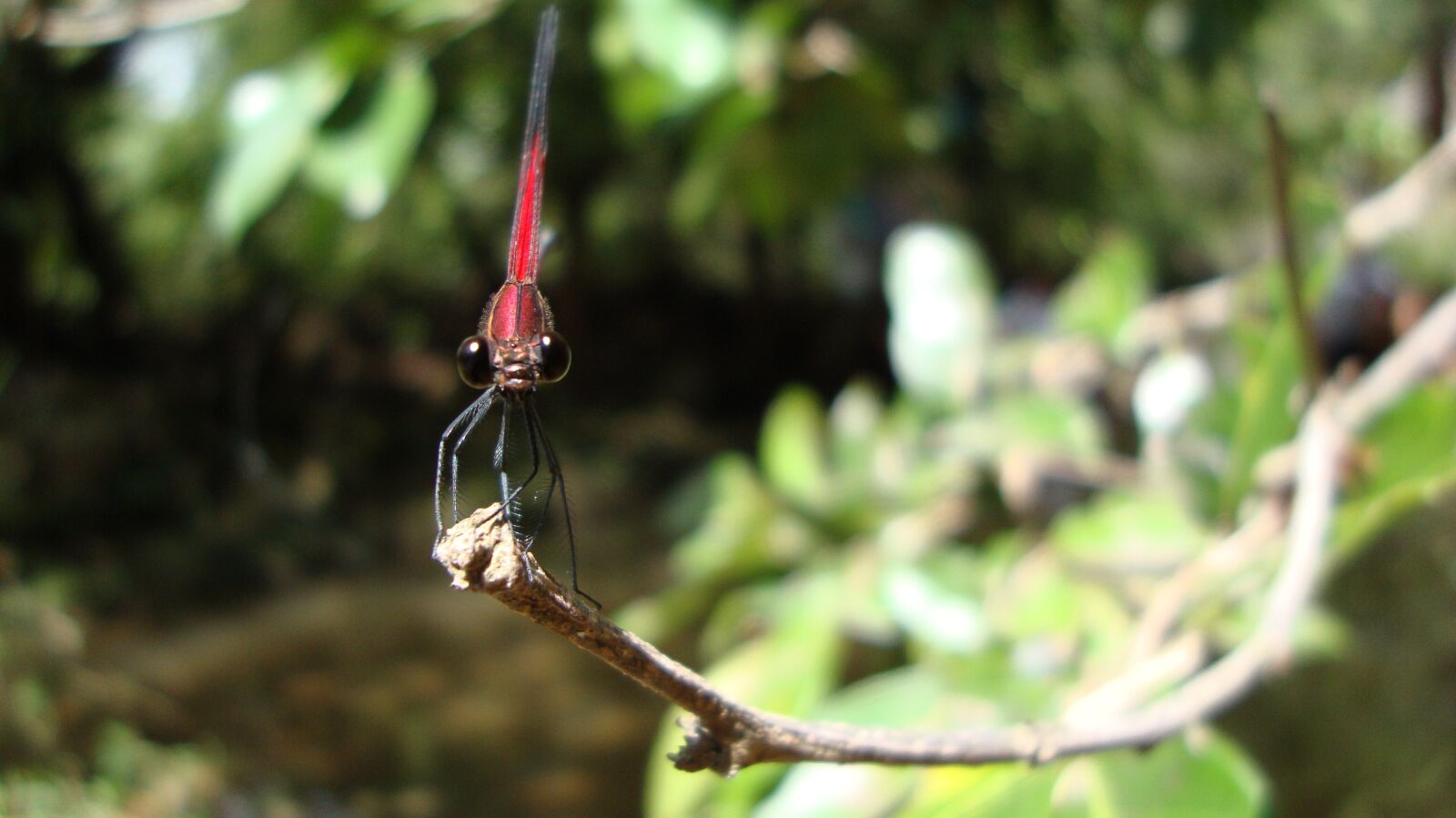 Sony DSC-W215 sample photo. Dragonfly, anisoptera, epiprocta photography