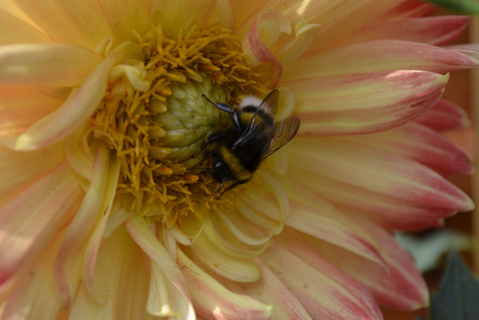 Nikon D3100 sample photo. Flower, nature, plant photography