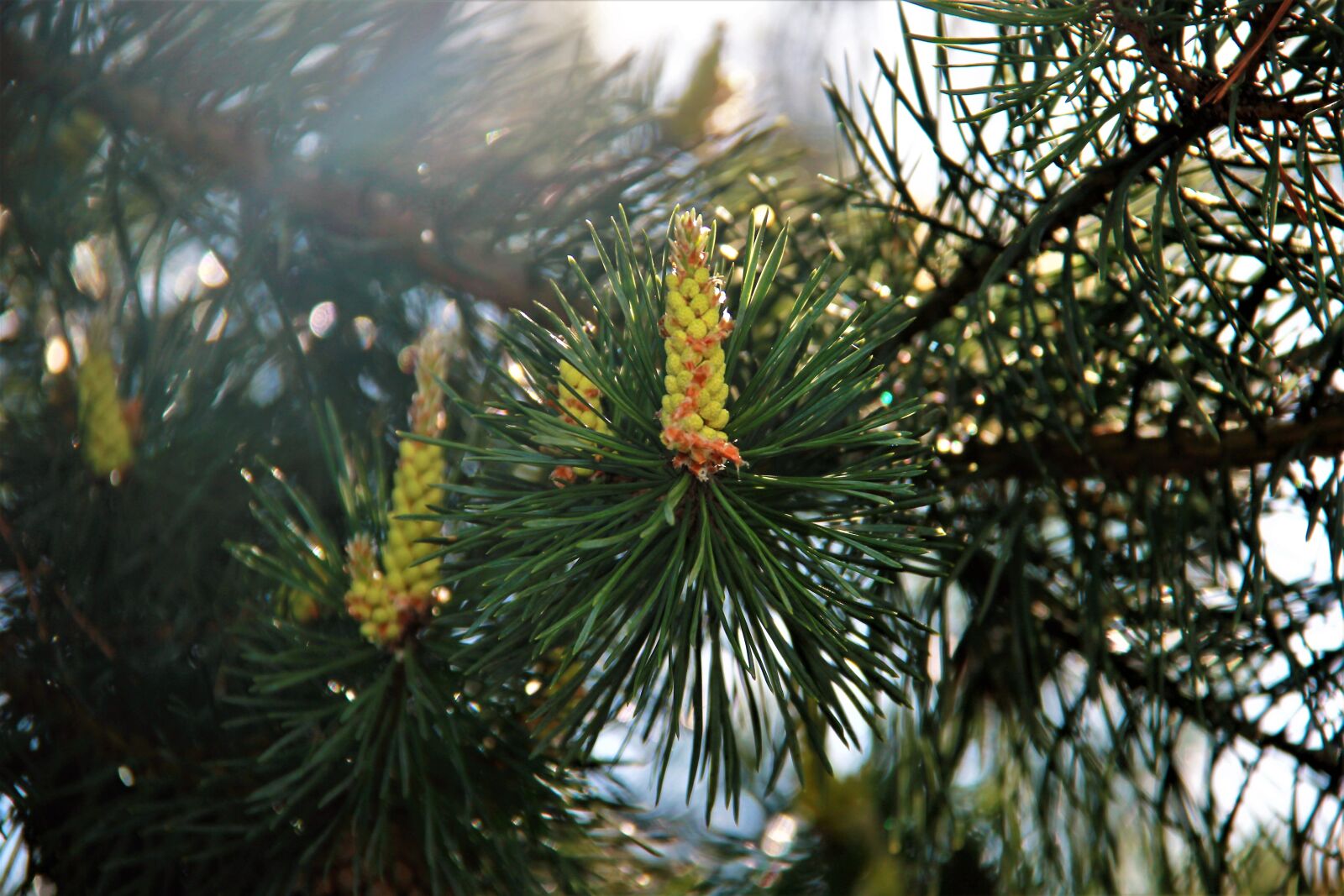 Canon EOS 550D (EOS Rebel T2i / EOS Kiss X4) sample photo. Pine, sun, forest photography