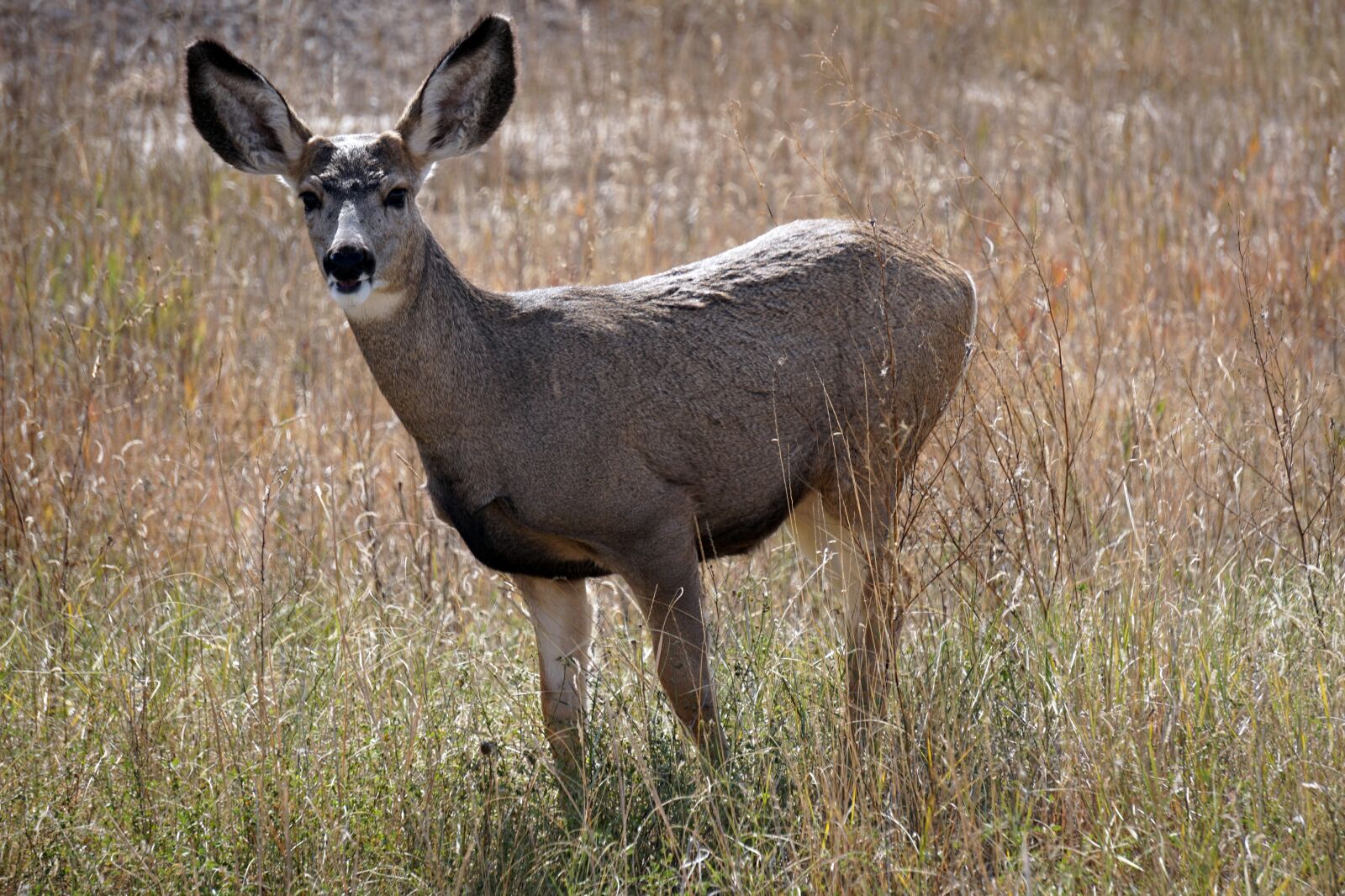 Sony E 55-210mm F4.5-6.3 OSS sample photo. Badlands, south dakota, deer photography