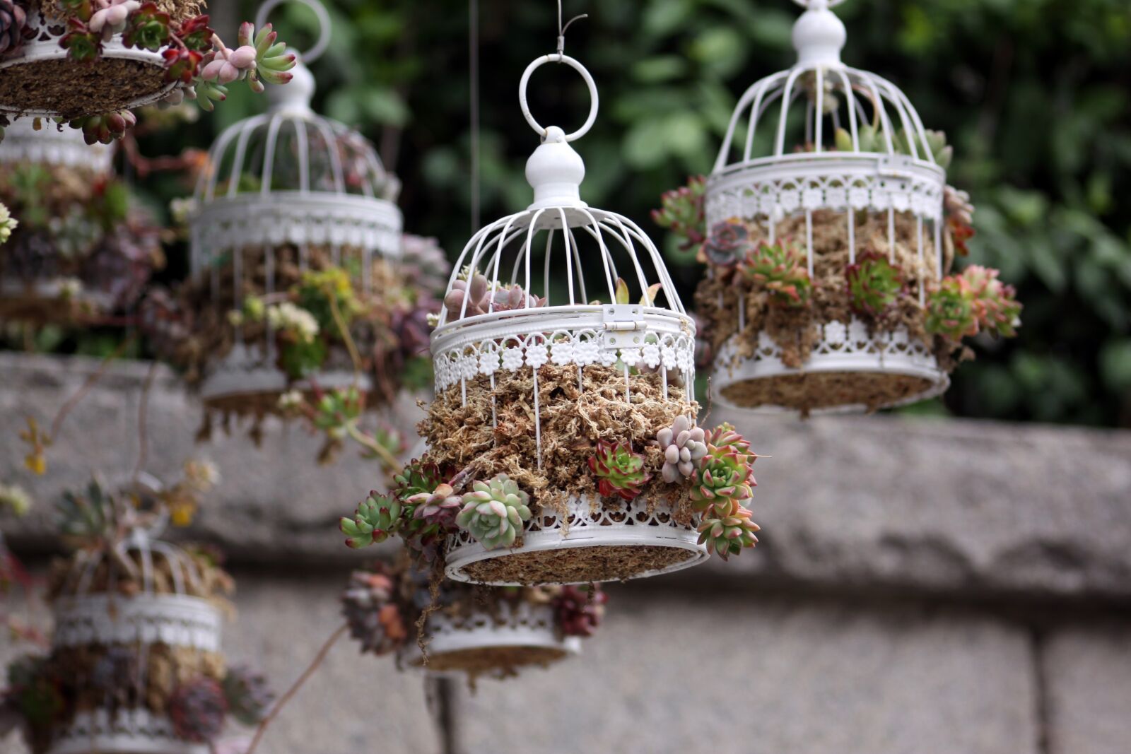 Canon EOS 50D sample photo. Sat peary, topiary, decorative photography