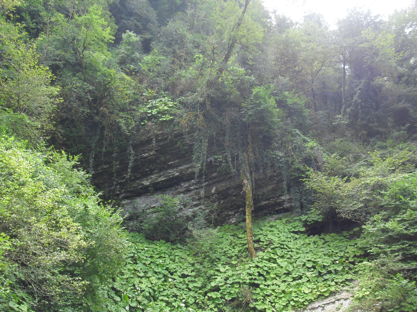 CASIO EX-Z29 sample photo. Forest, canyon, nature photography