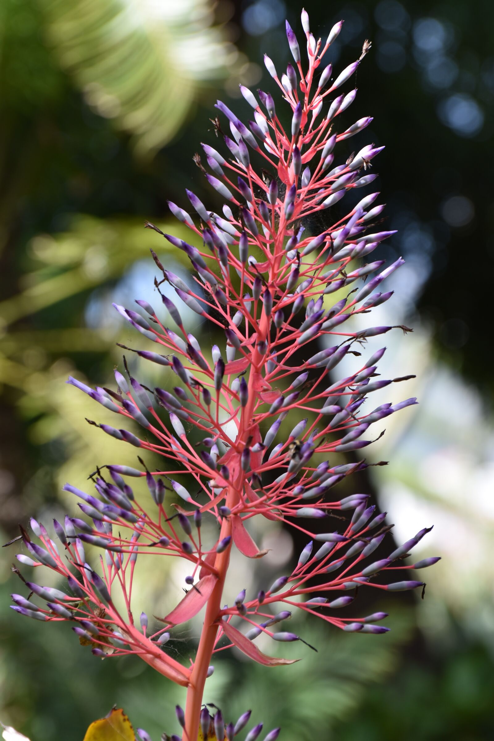 Nikon D3400 sample photo. Madeira, blossom, bloom photography