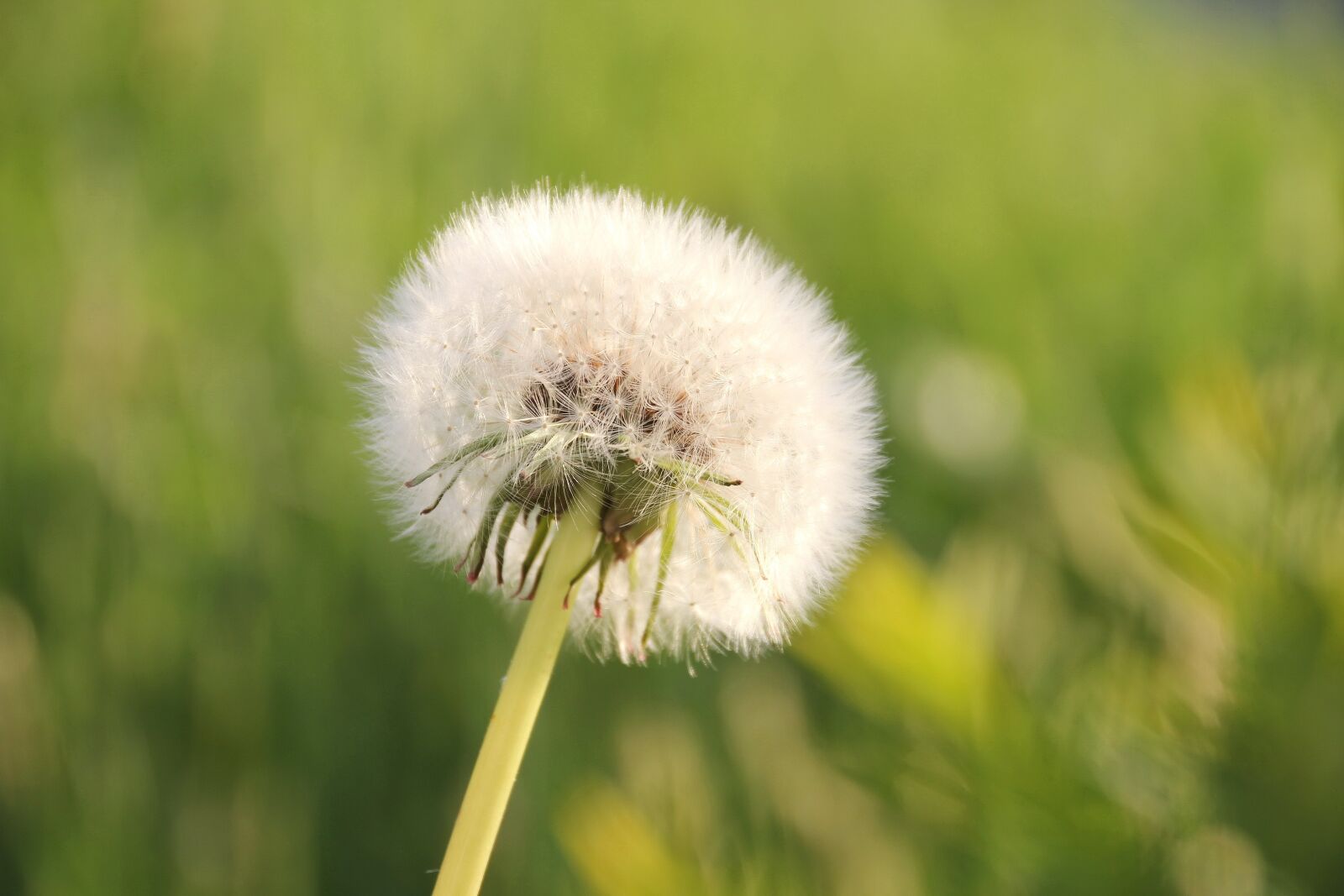 Canon EOS 550D (EOS Rebel T2i / EOS Kiss X4) sample photo. Dandelion, nature, flower photography
