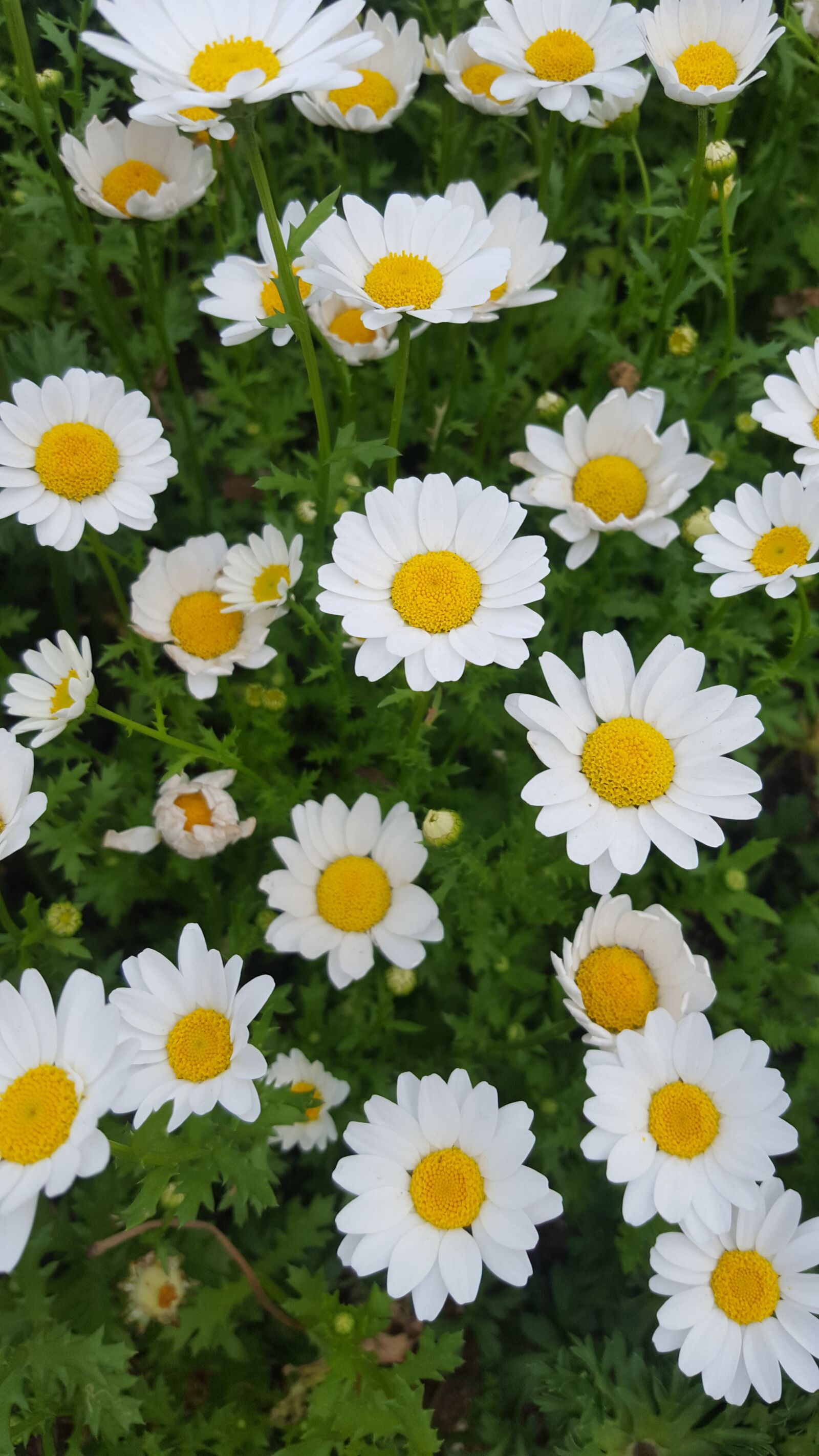 Samsung Galaxy S6 sample photo. Chrysanthemum, kogiku, white flowers photography
