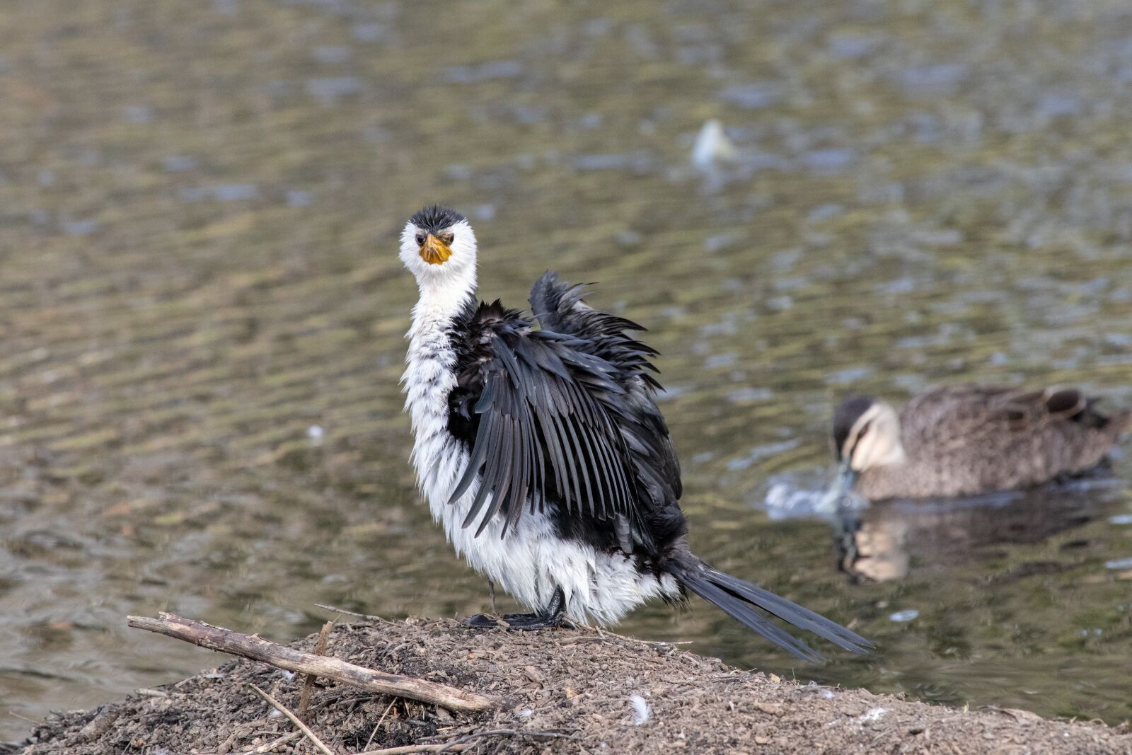 Canon EF 100-400mm F4.5-5.6L IS USM sample photo. Bird, wildlife, nature photography