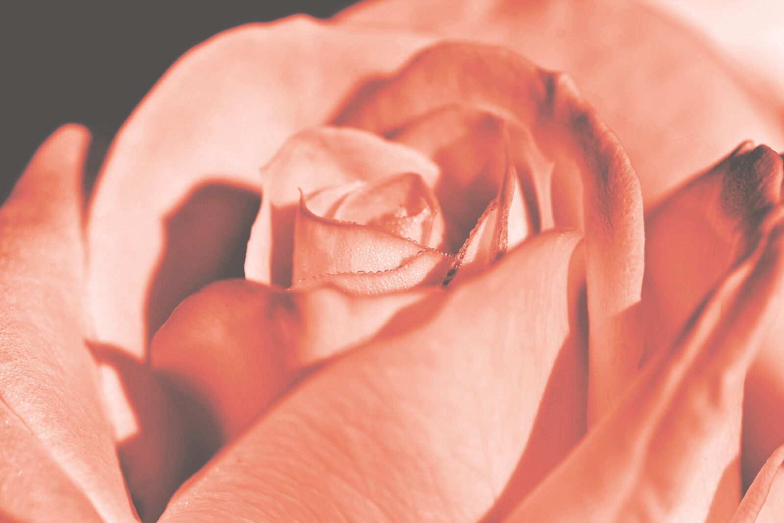 Nikon D7200 sample photo. Rose, rose bloom, blossom photography
