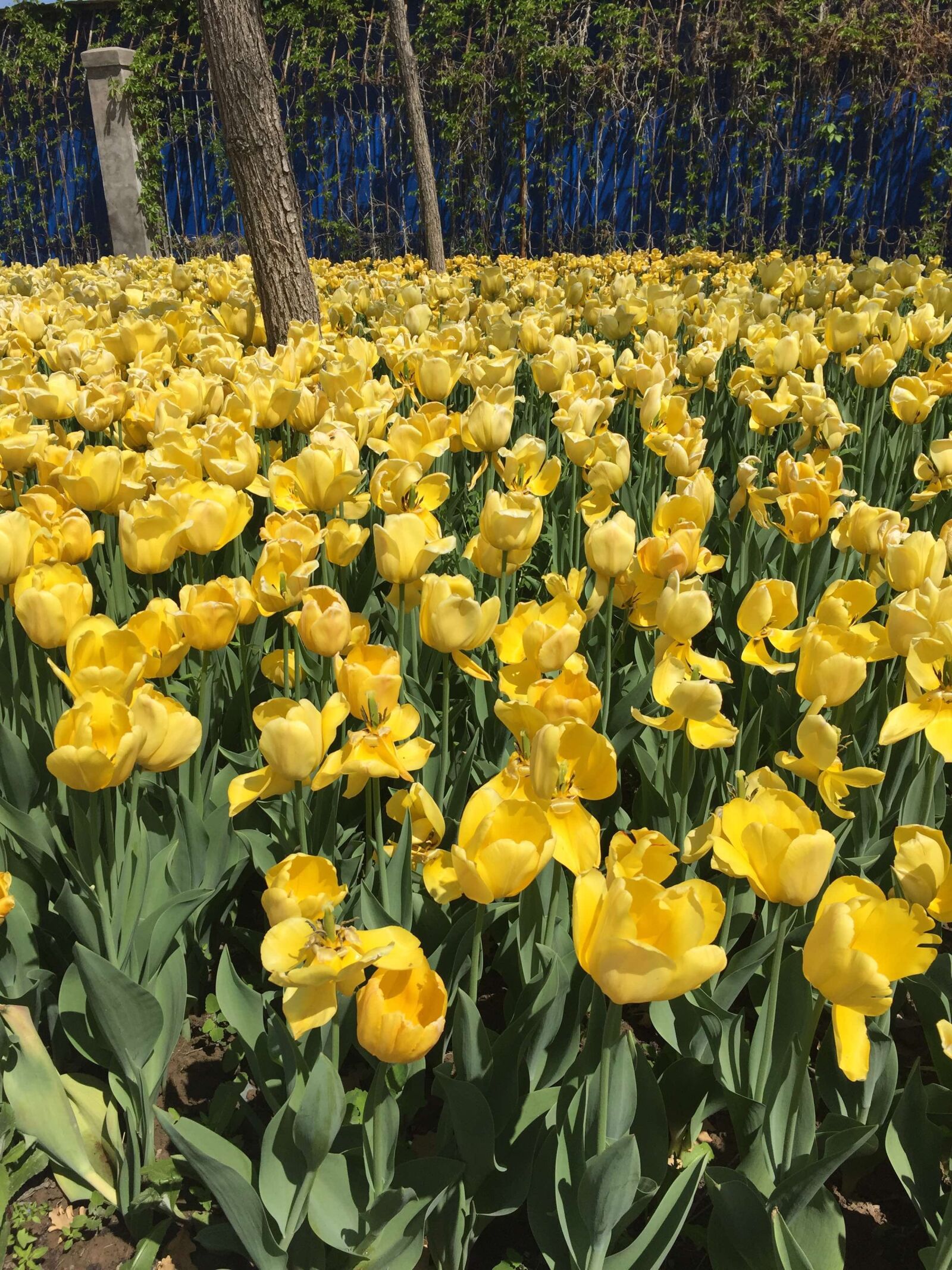 Apple iPhone 6 sample photo. Tulip, flowers, neat photography