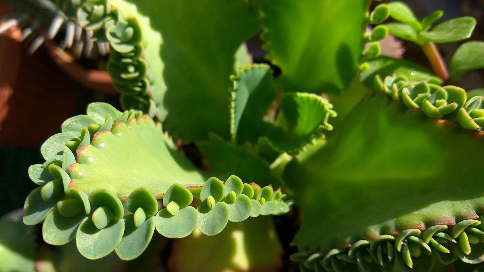 Xiaomi Redmi Note3 sample photo. Green, fractal, flower photography