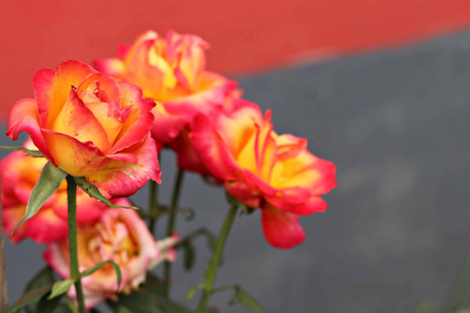 Canon EOS 80D sample photo. Rose, flower, petals photography