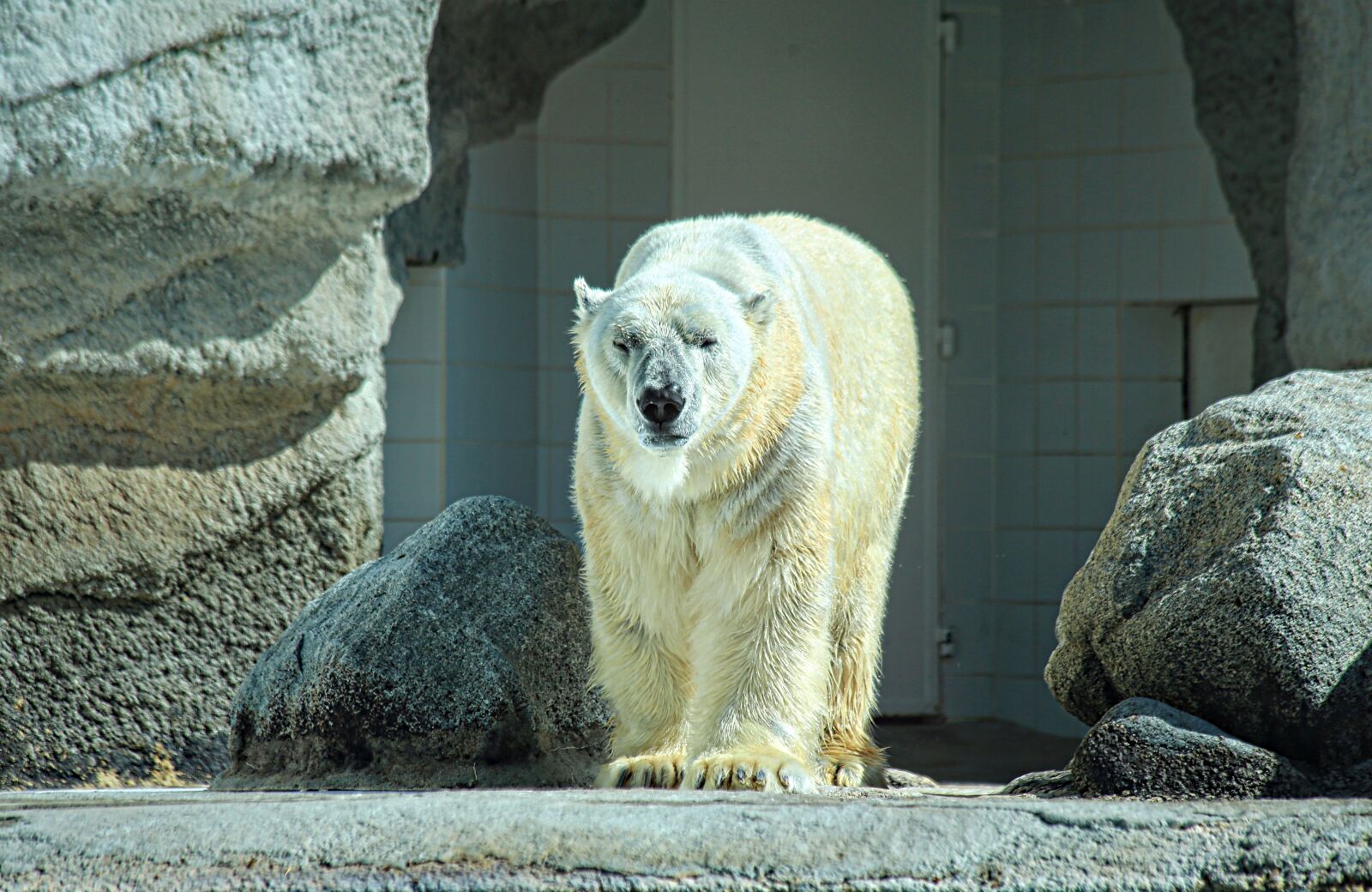 Canon EOS 5D Mark III sample photo. Bear, white, animal photography