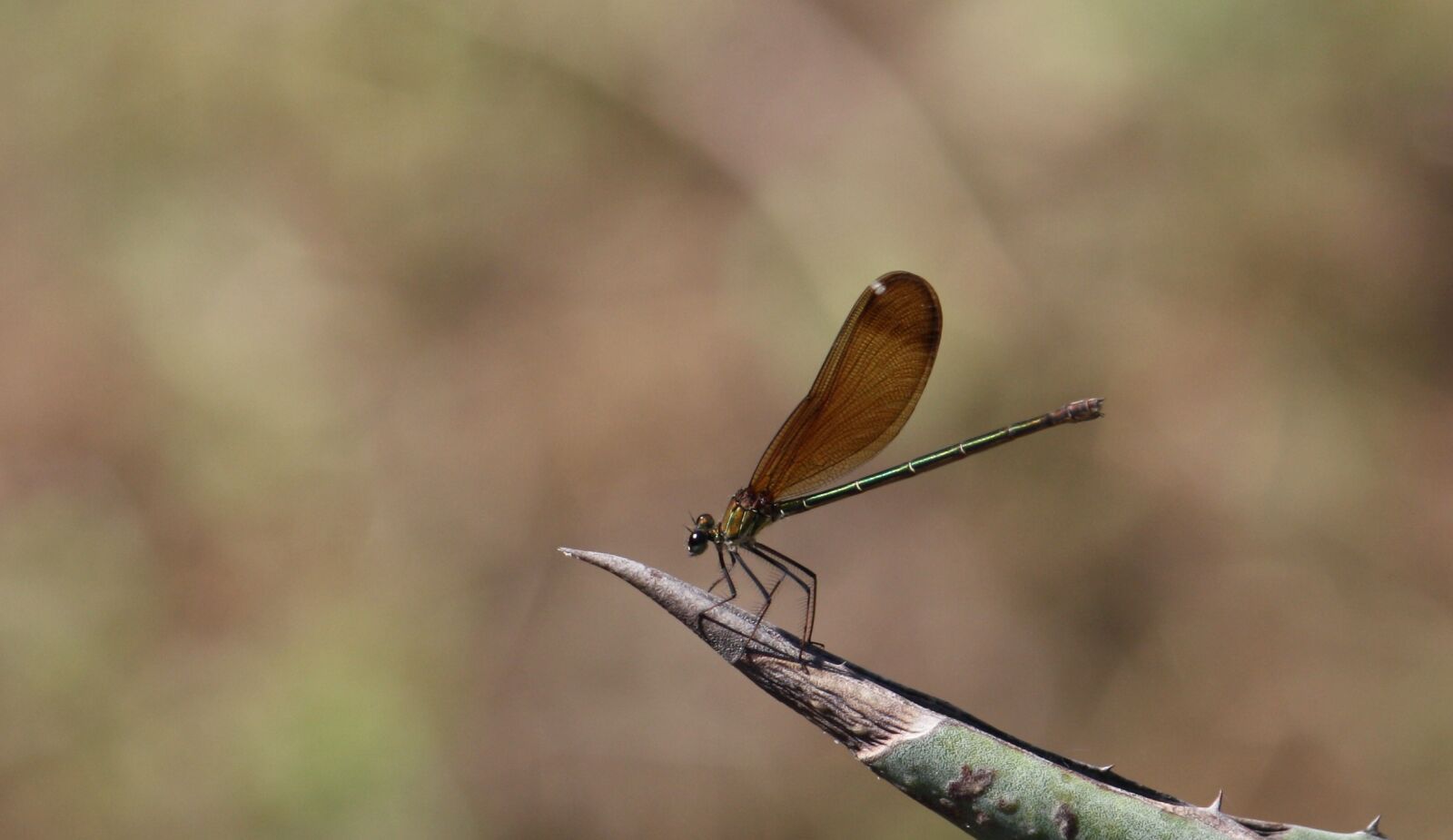 Canon EOS 450D (EOS Rebel XSi / EOS Kiss X2) sample photo. Dragonfly, bug, wings photography
