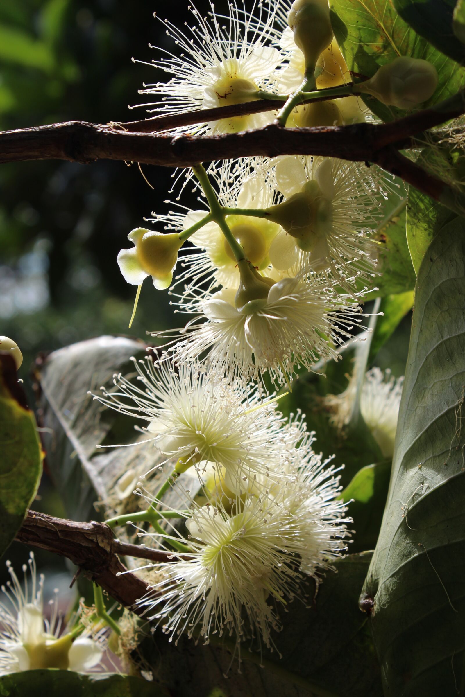 Canon EOS 600D (Rebel EOS T3i / EOS Kiss X5) sample photo. Flower, tropical, tropical flowers photography