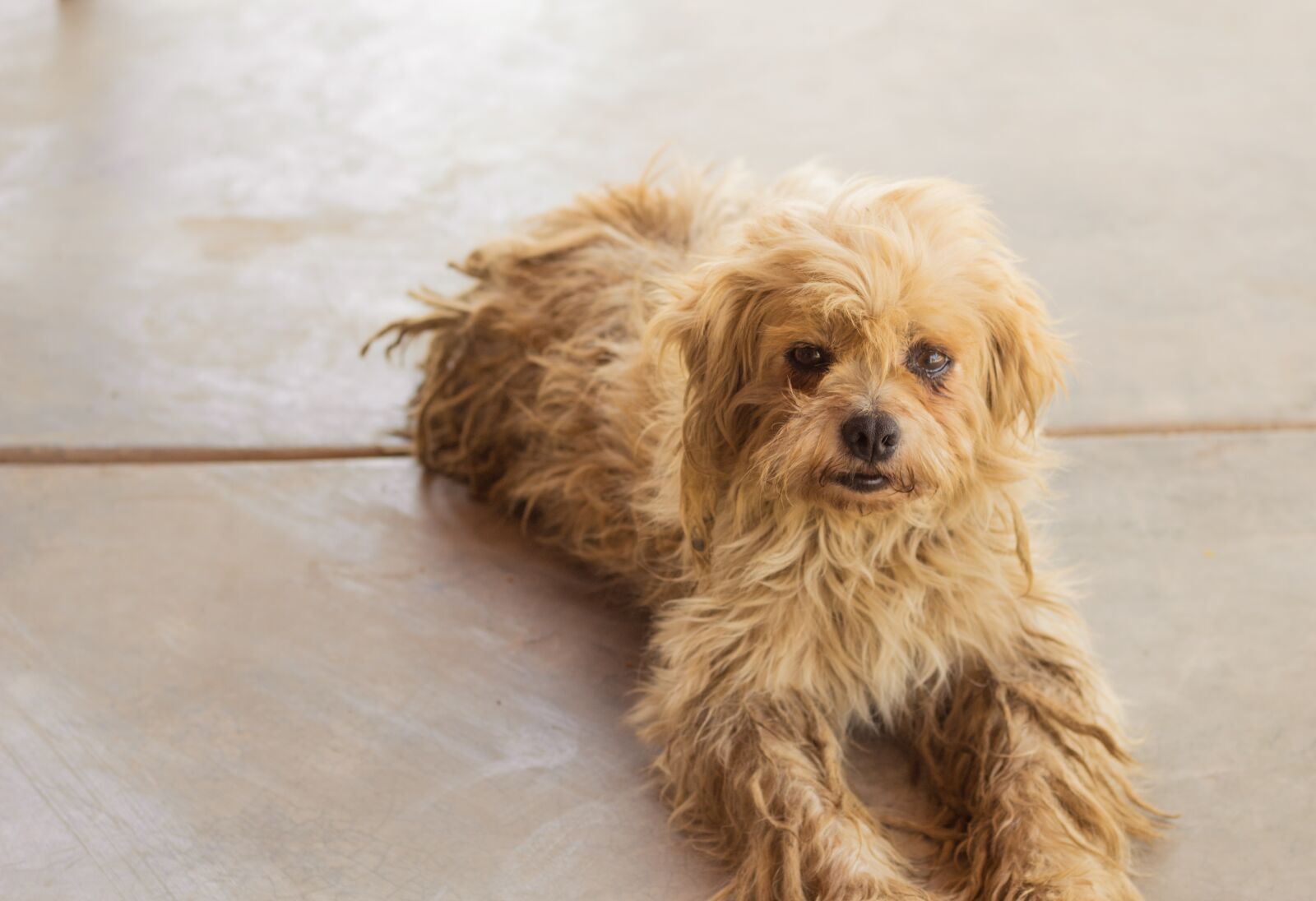 Canon EF 50mm F1.8 STM sample photo. Perro, adorable, animal photography