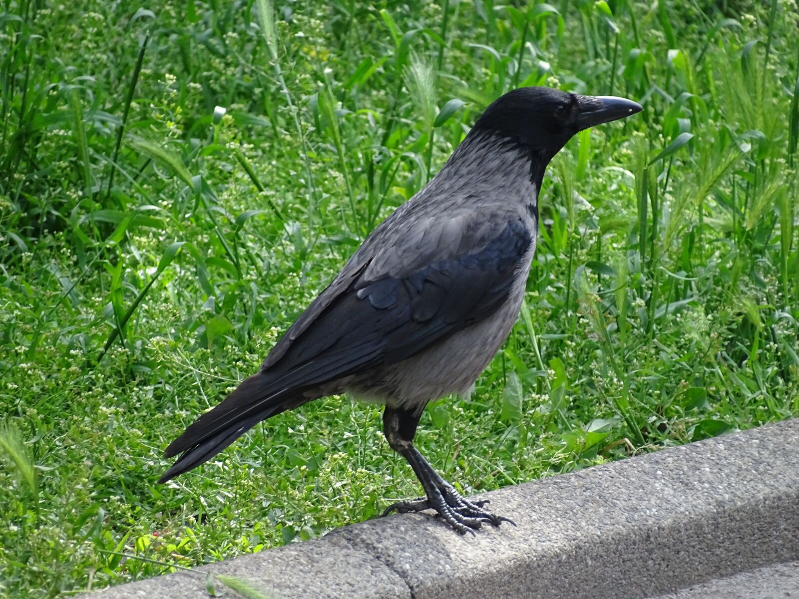 Sony Cyber-shot DSC-HX400V sample photo. Crow, bird, animal photography