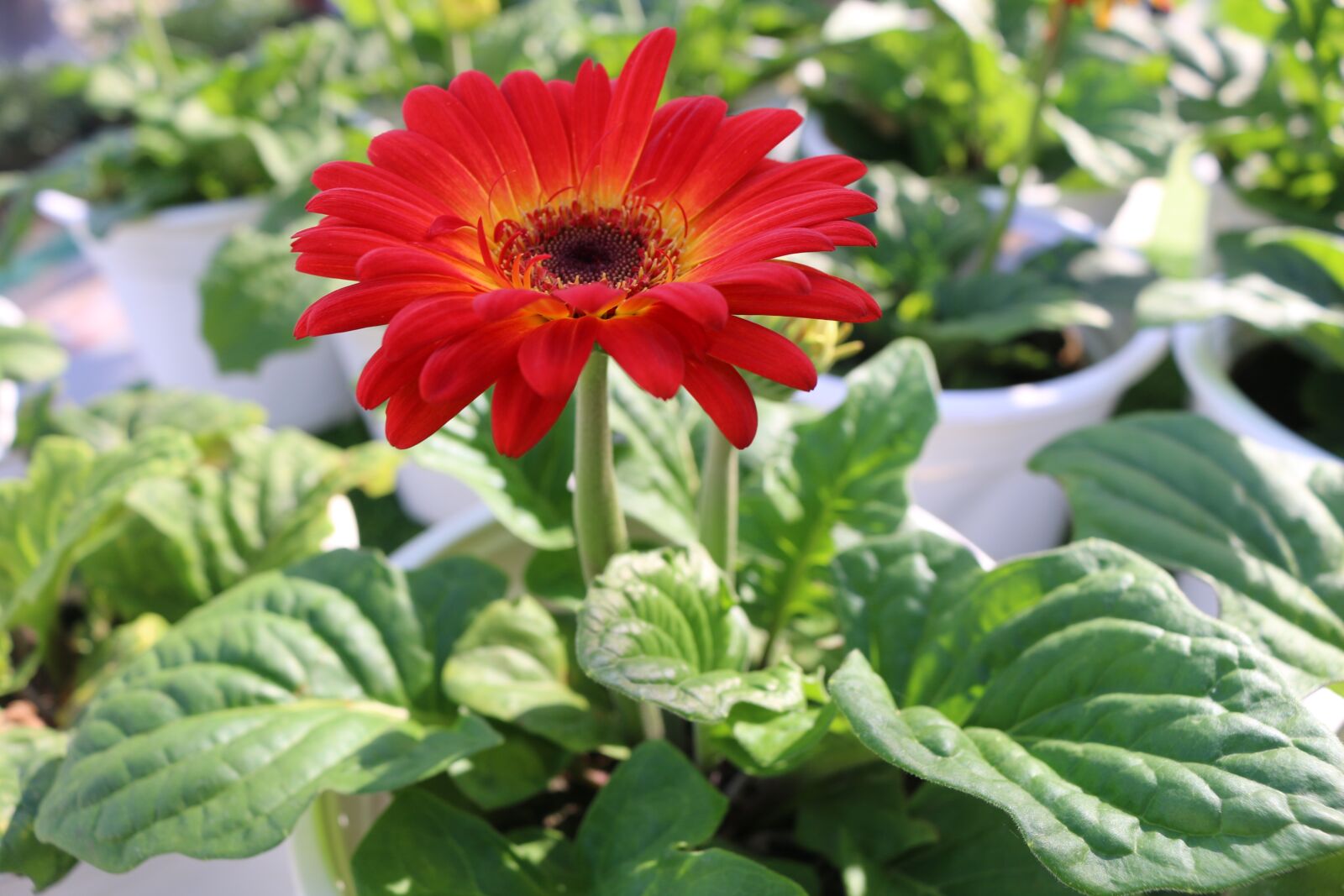 Canon EOS 70D sample photo. Flower, cambodia, cambodian photography